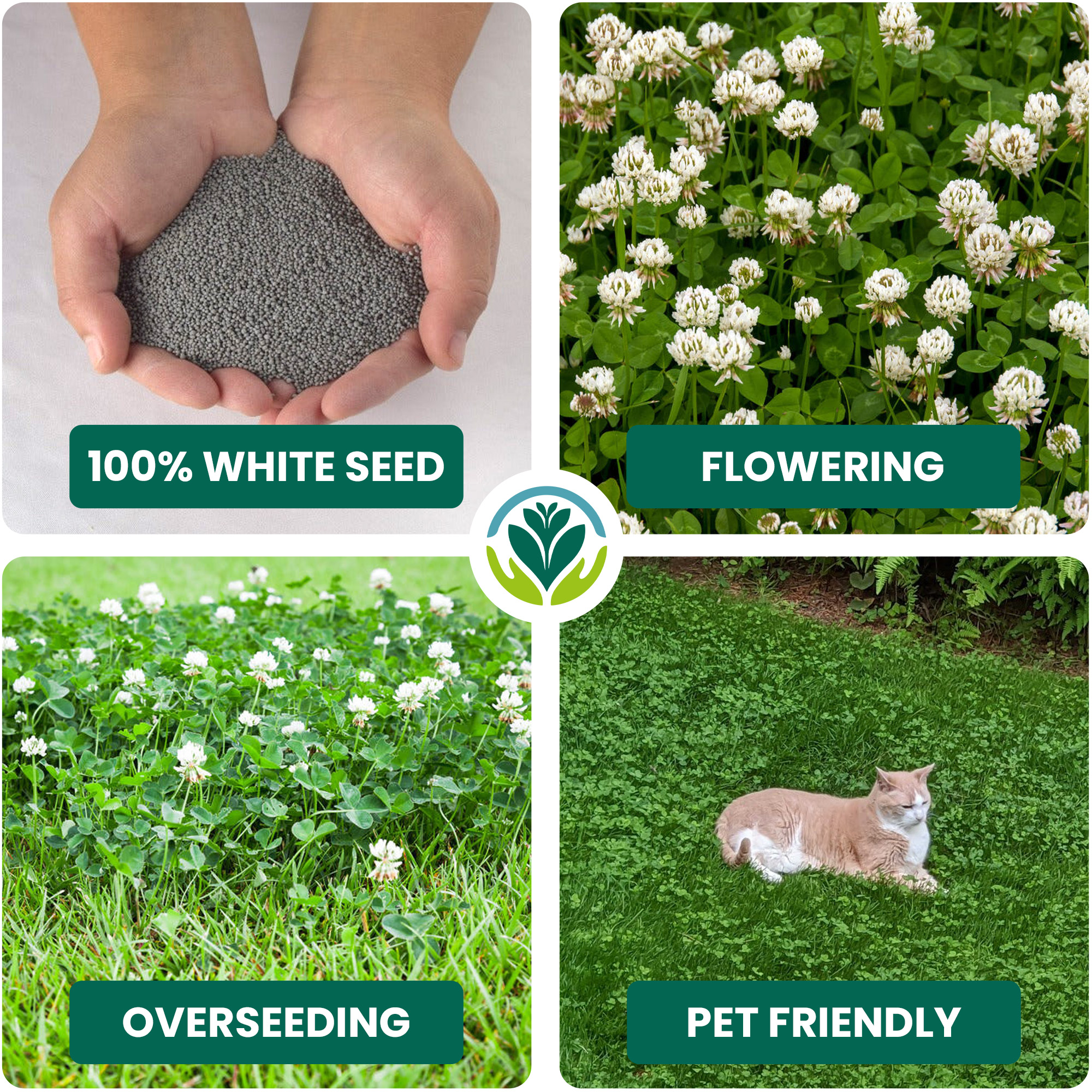 Micro Mixed Clover Grass Seed Eco-Friendly Drought Resistant Lawn Ground Cover - Picture 48 of 54