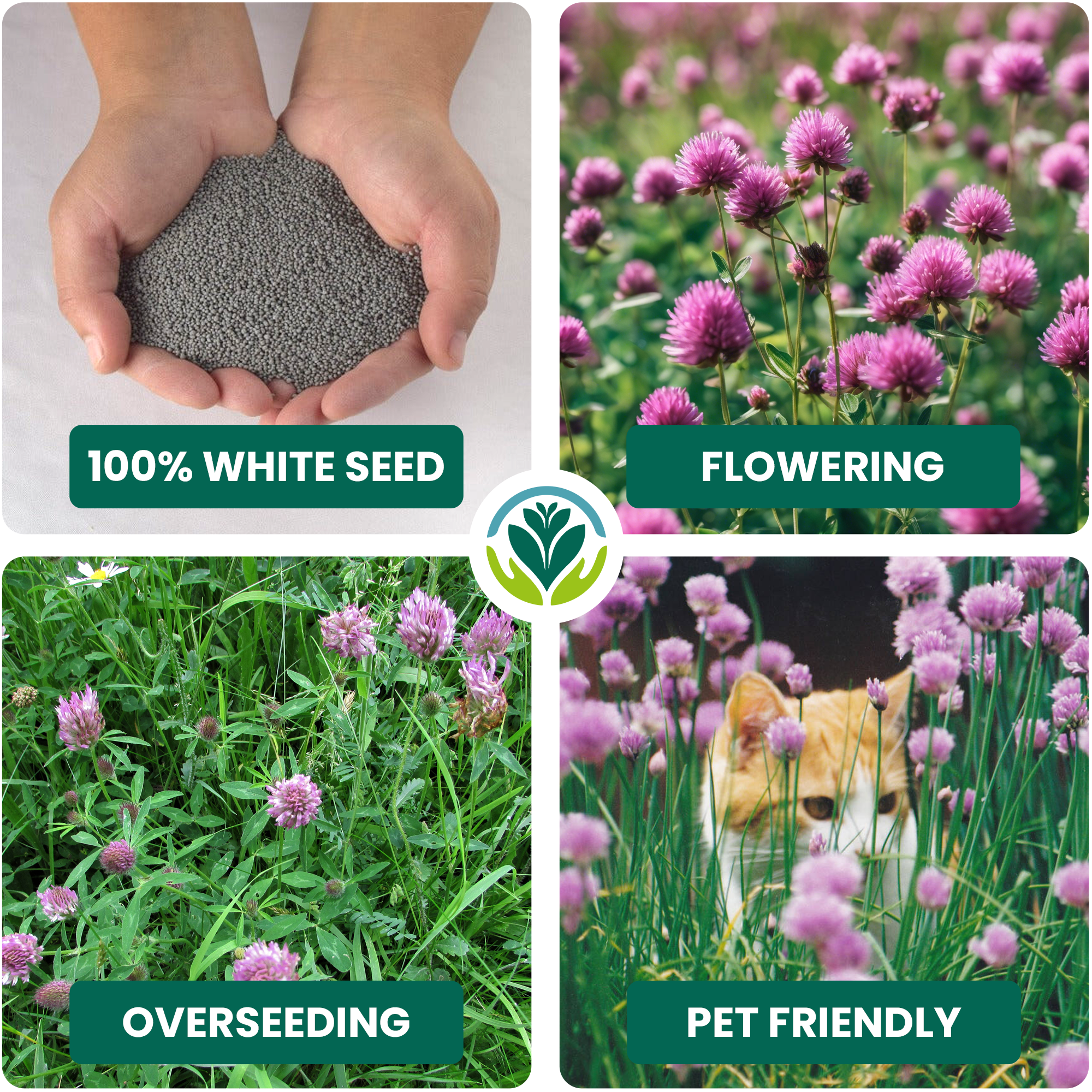 Micro Mixed Clover Grass Seed Eco-Friendly Drought Resistant Lawn Ground Cover - Picture 36 of 54