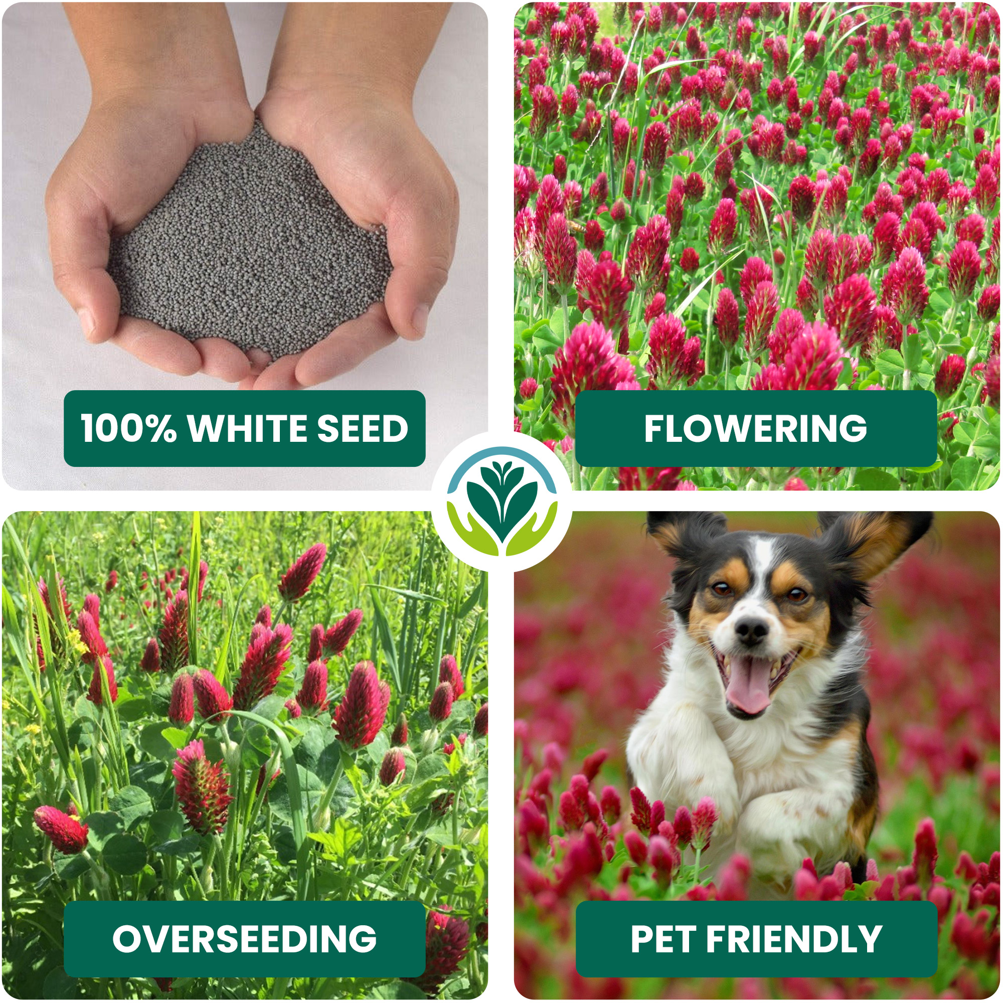 Micro Mixed Clover Grass Seed Eco-Friendly Drought Resistant Lawn Ground Cover - Picture 12 of 54