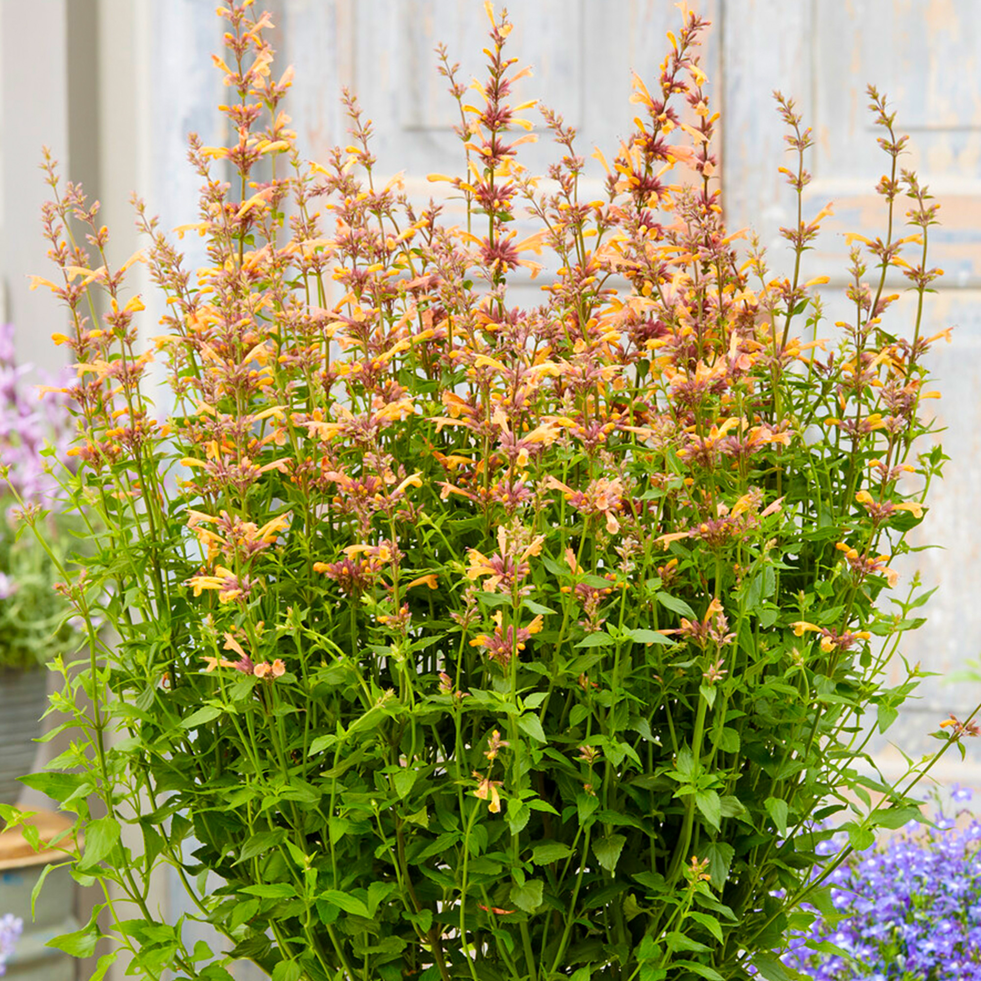 Agastache Mango Tango Outdoor Garden Ready Plants Hardy Perennial Plant in Pot - Picture 8 of 14
