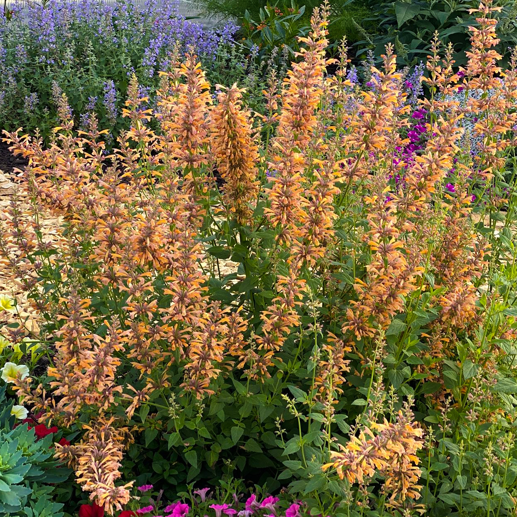 Agastache Mango Tango Outdoor Garden Ready Plants Hardy Perennial Plant in Pot - Picture 9 of 14