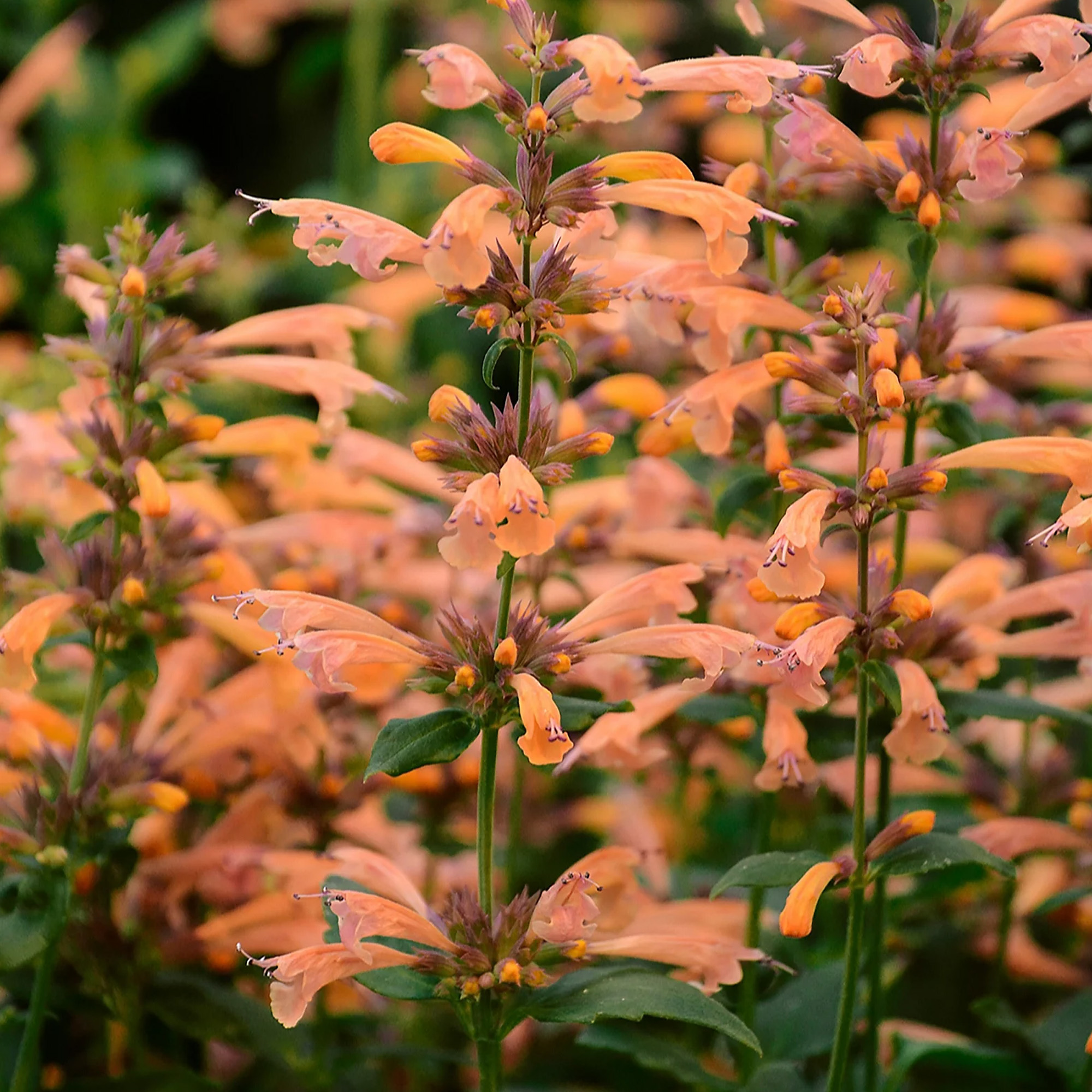 Agastache Mango Tango Outdoor Garden Ready Plants Hardy Perennial Plant in Pot - Picture 10 of 14