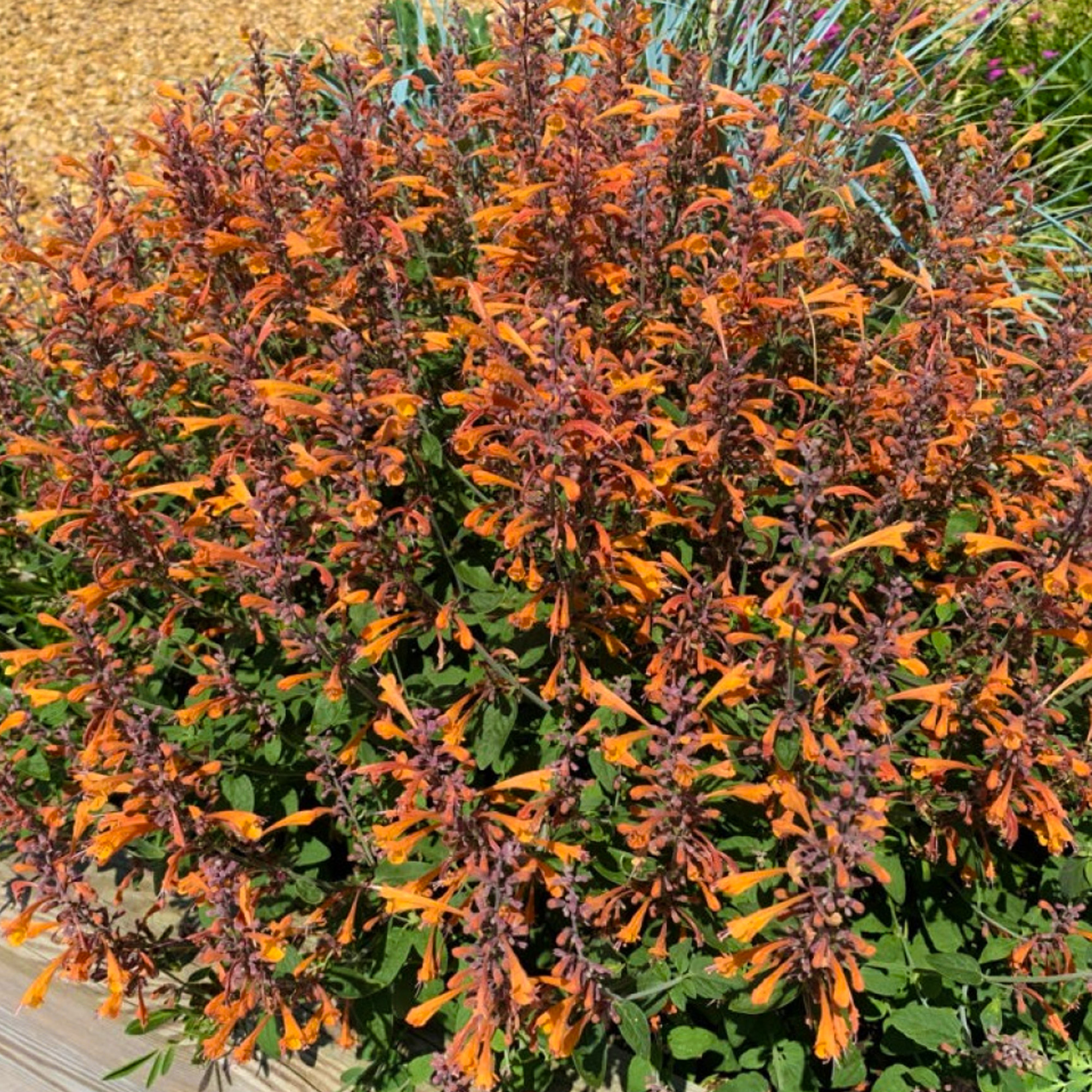 Agastache Mango Tango Outdoor Garden Ready Plants Hardy Perennial Plant in Pot - Picture 11 of 14