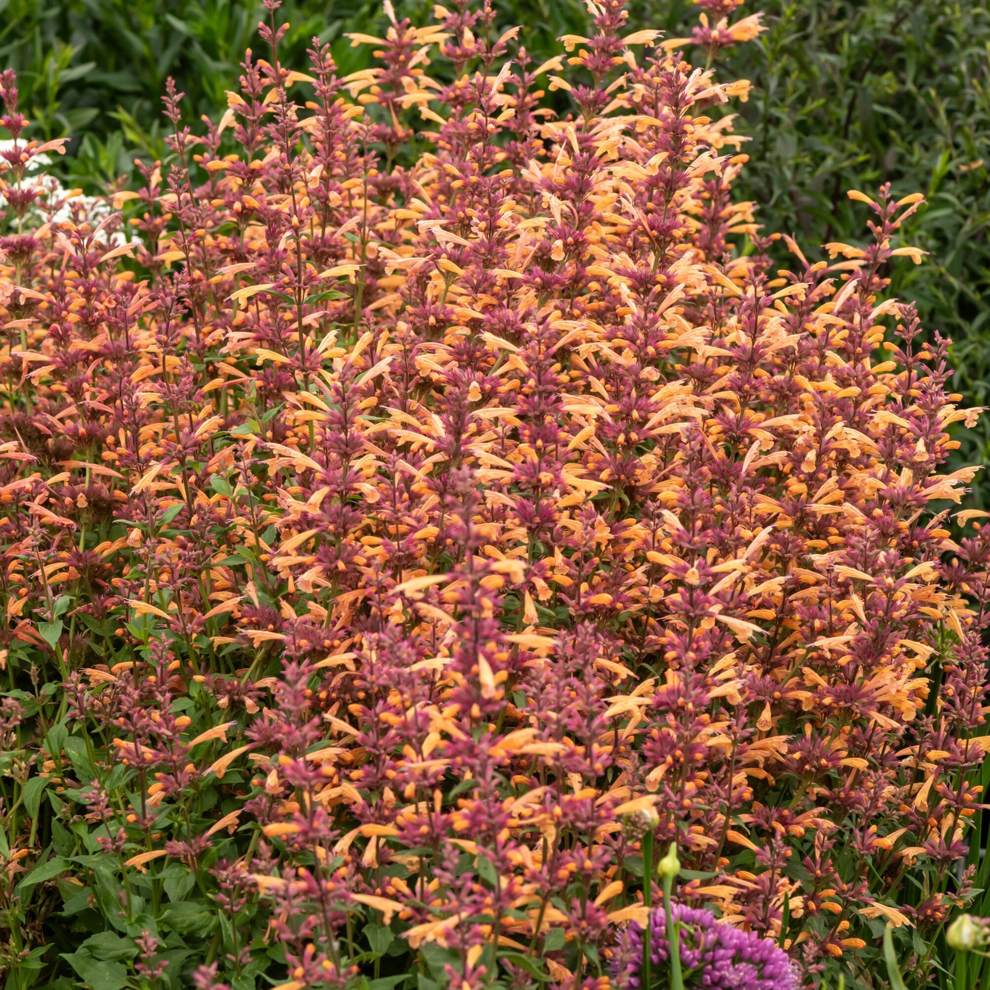 Agastache Mango Tango Outdoor Garden Ready Plants Hardy Perennial Plant in Pot - Picture 12 of 14