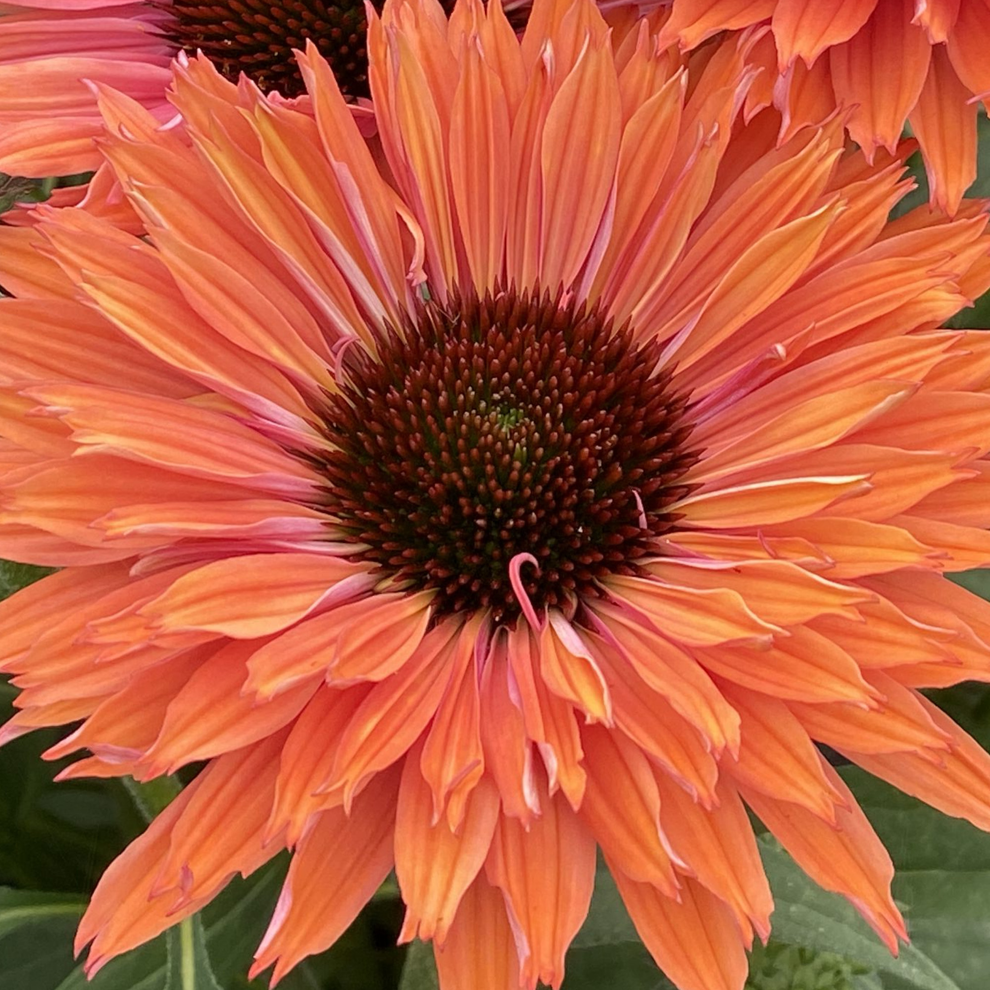 Echinacea SunSeekers Rainbow Outdoor Garden Ready Plants Perennial Plant in Pot