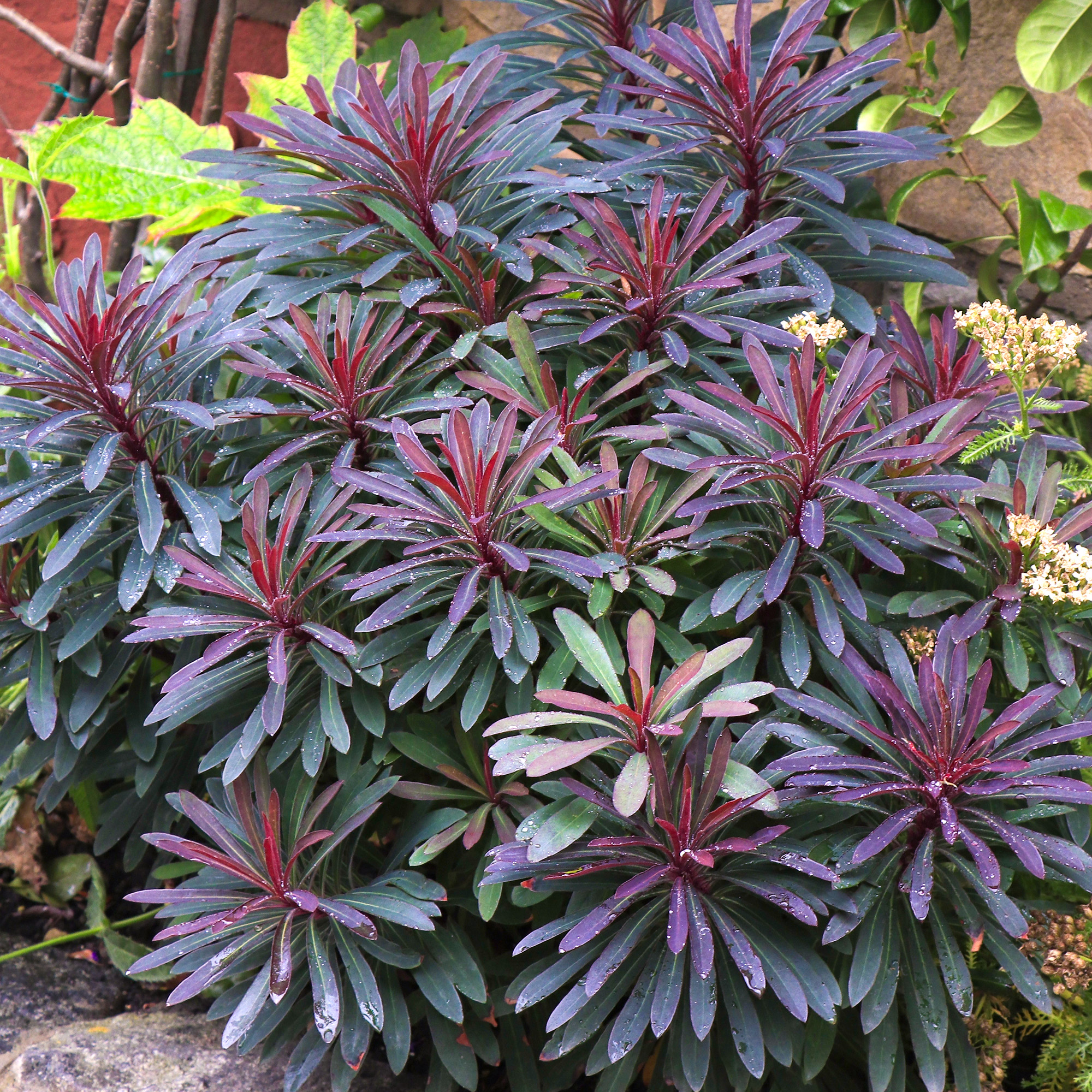 Euphorbia Miners Merlot Outdoor Garden Ready Plants Hardy Perennial Plant in Pot - Picture 8 of 14