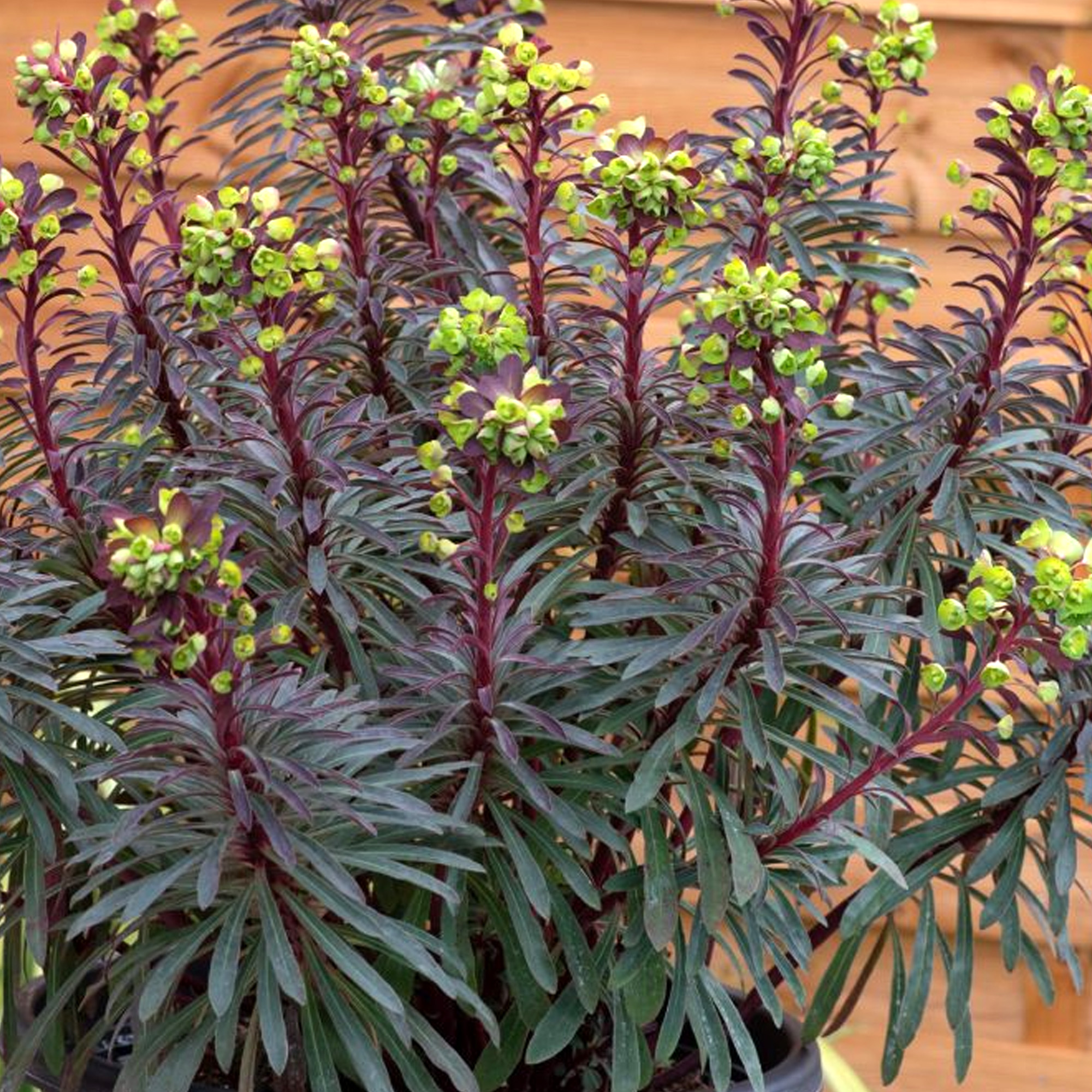 Euphorbia Miners Merlot Outdoor Garden Ready Plants Hardy Perennial Plant in Pot - Picture 9 of 14