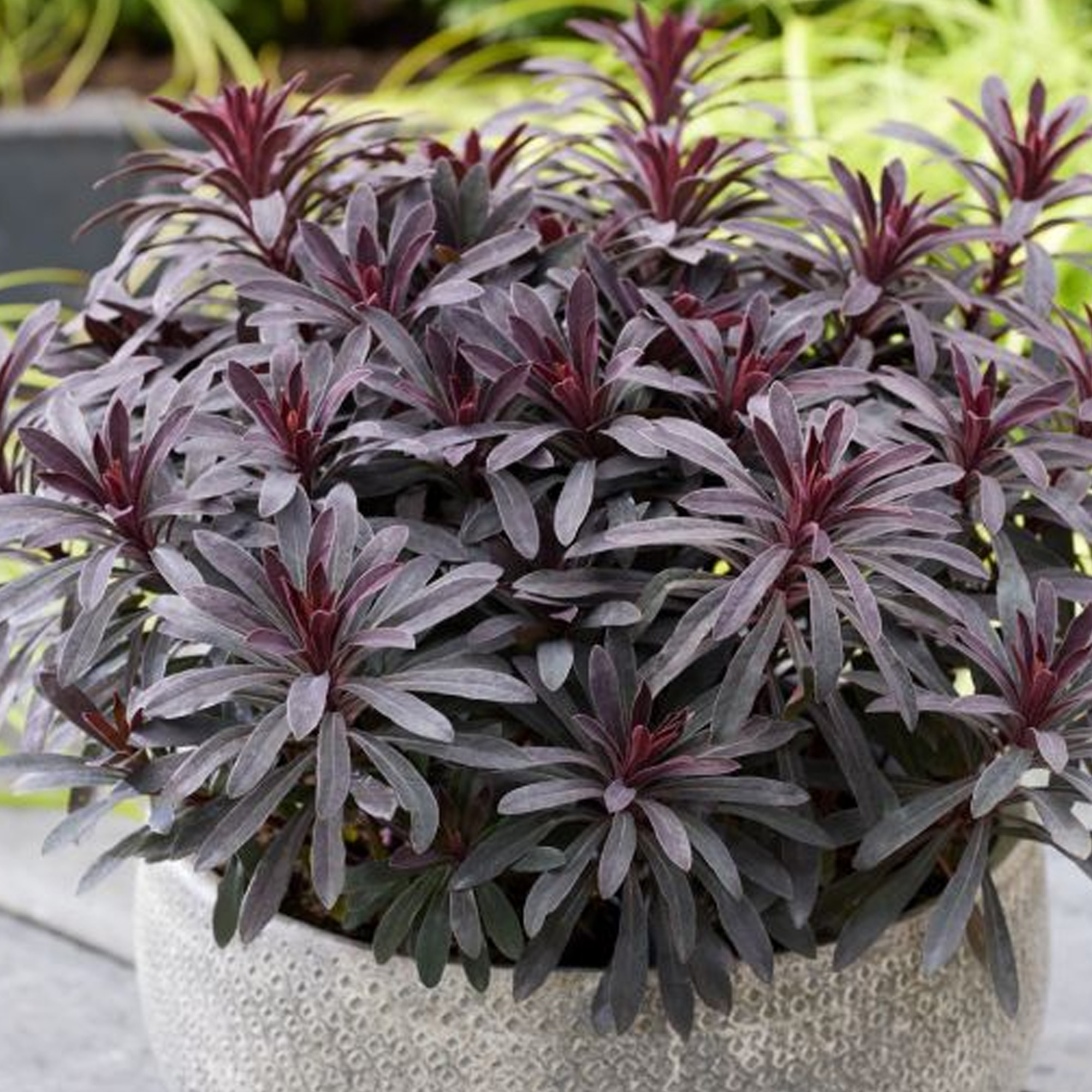 Euphorbia Miners Merlot Outdoor Garden Ready Plants Hardy Perennial Plant in Pot - Picture 10 of 14
