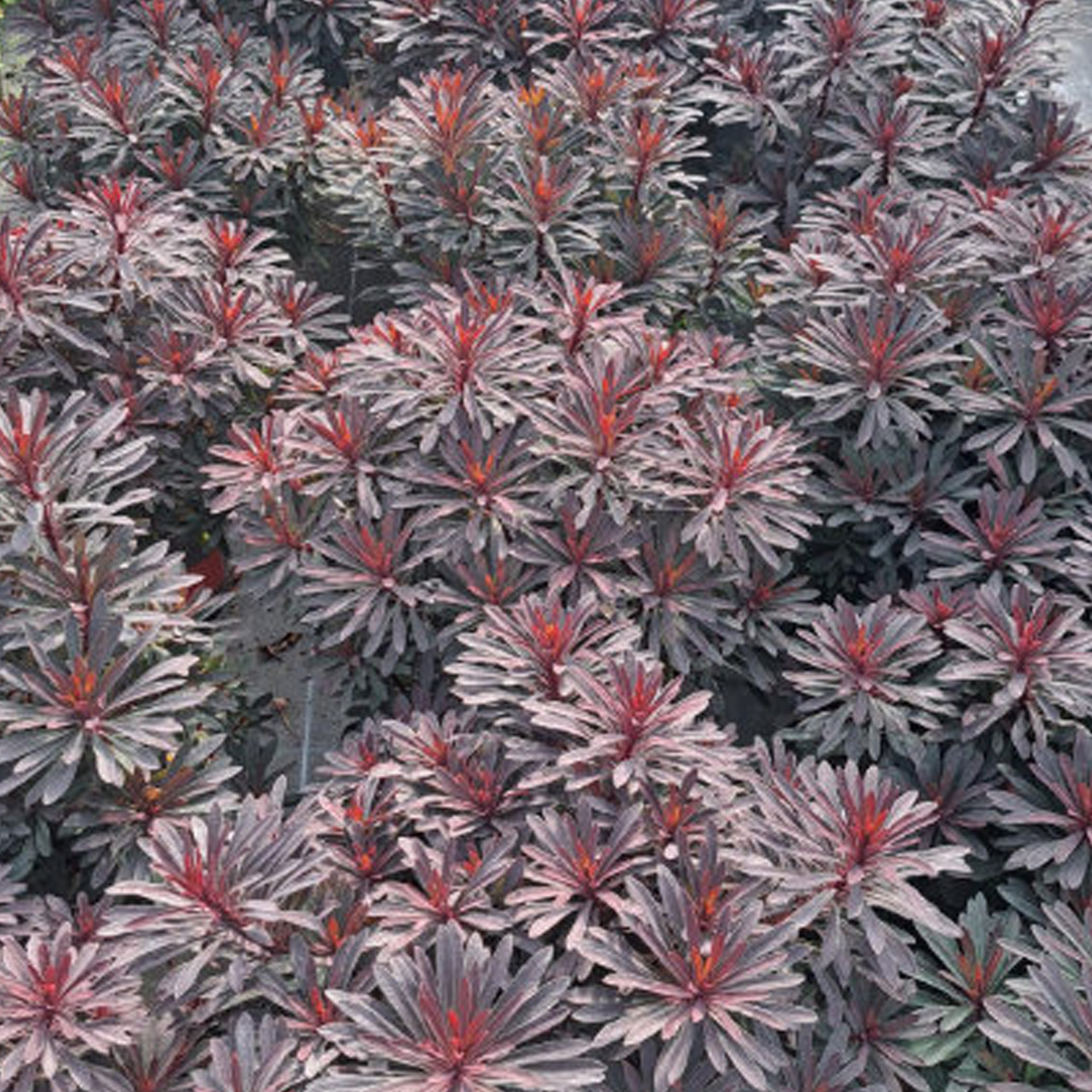 Euphorbia Miners Merlot Outdoor Garden Ready Plants Hardy Perennial Plant in Pot - Picture 11 of 14
