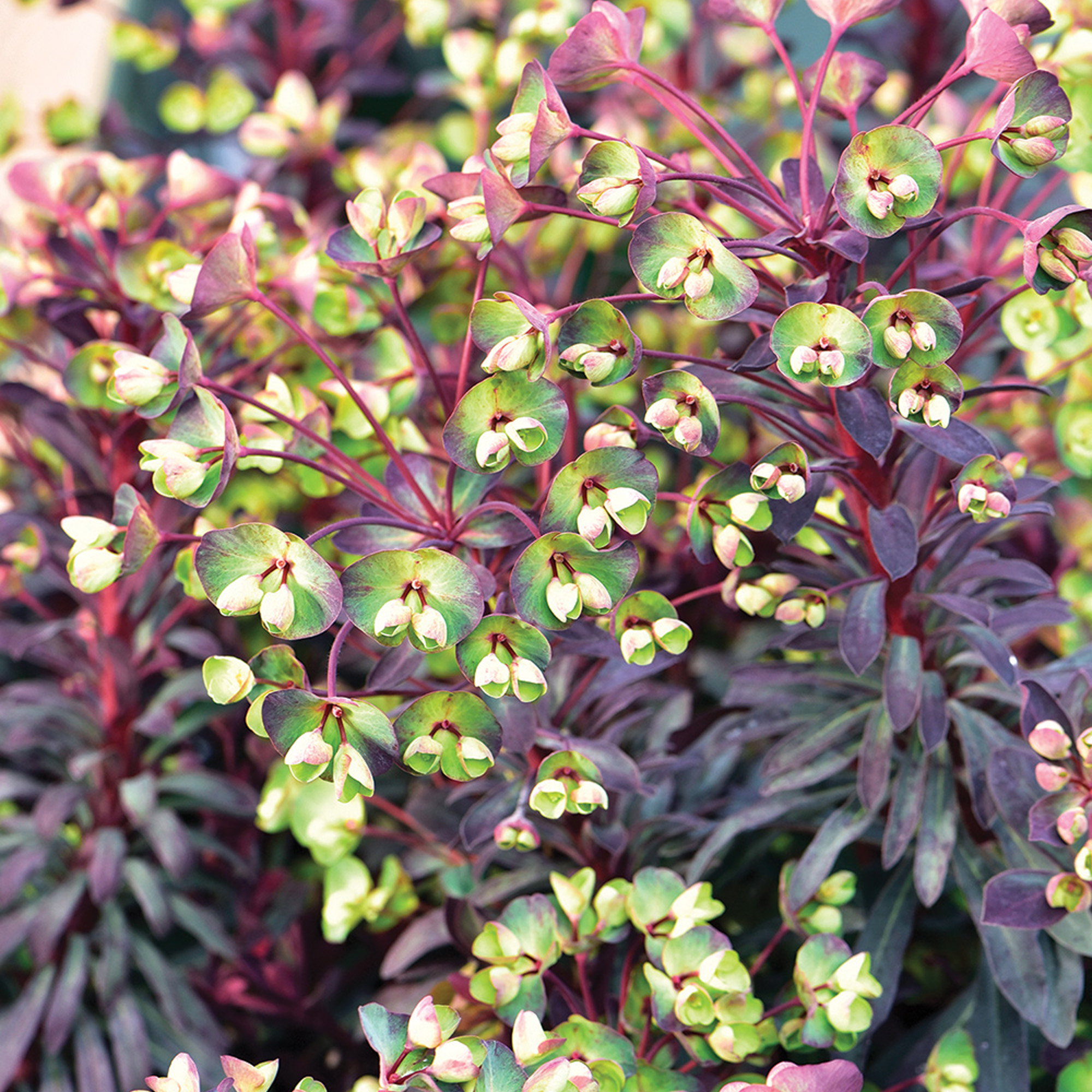 Euphorbia Miners Merlot Outdoor Garden Ready Plants Hardy Perennial Plant in Pot - Picture 12 of 14