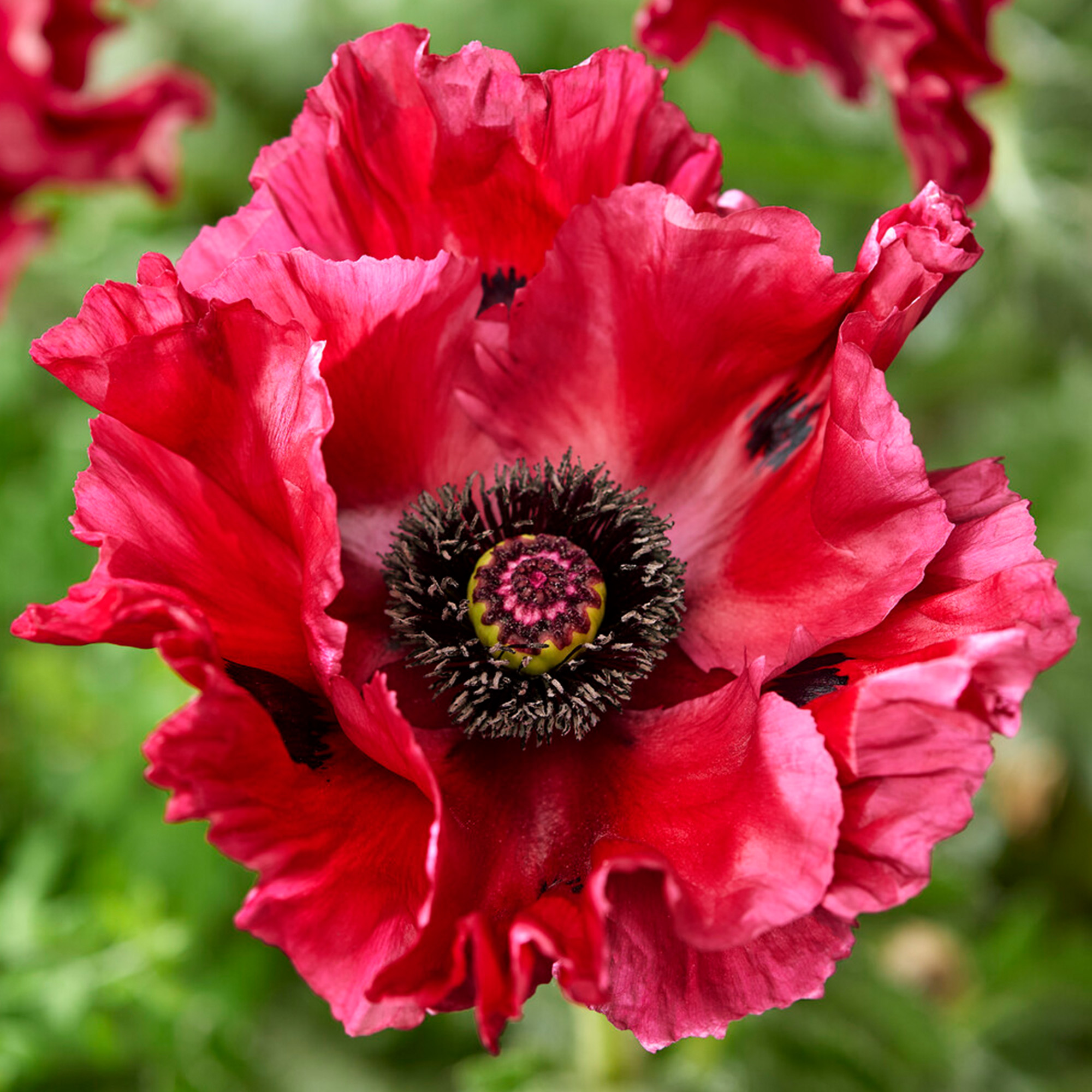 Papaver Red Rumble Outdoor Garden Ready Plants Hardy Perennial Plant in Pot