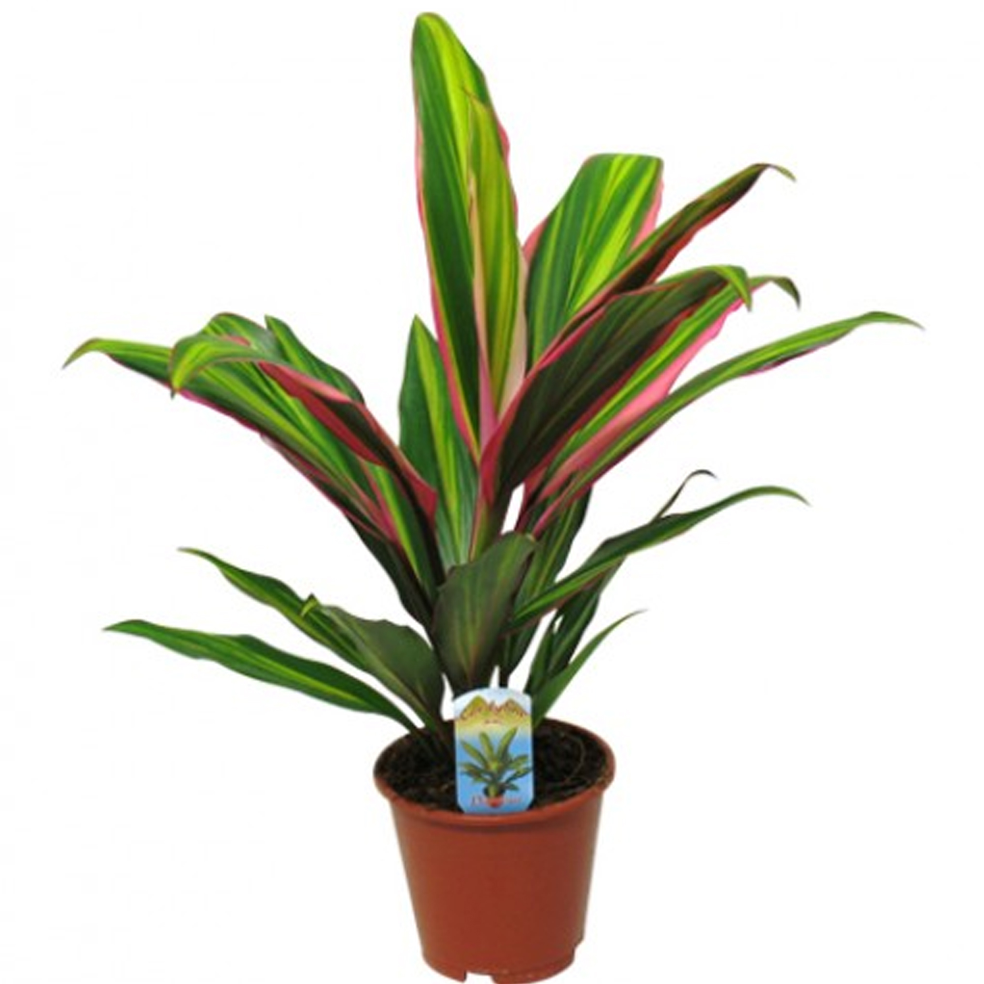 Cordyline fruticosa Kiwi Good Luck Plant, House Plants for Home or Office in Pot - Picture 9 of 12