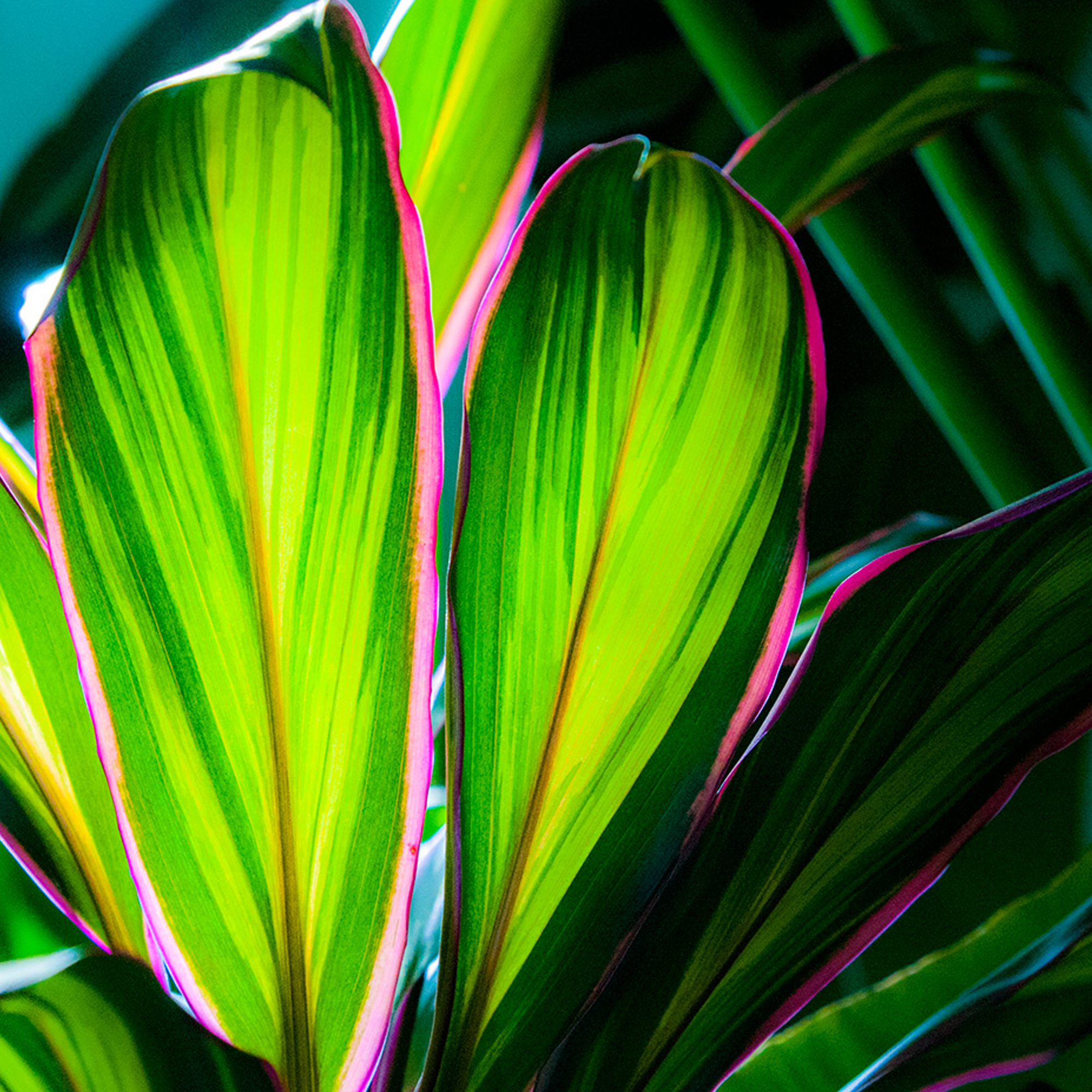 Cordyline fruticosa Kiwi Good Luck Plant, House Plants for Home or Office in Pot - Picture 10 of 12