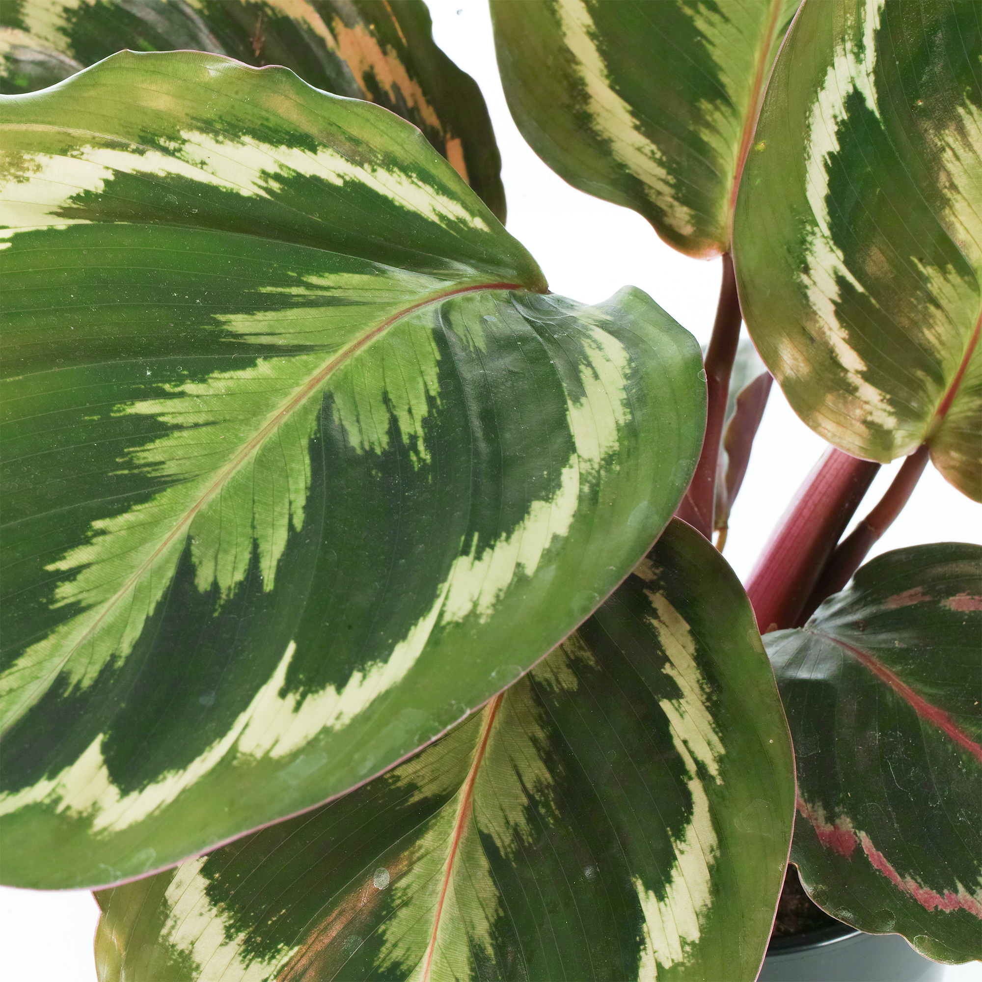 Calathea Medallion Indoor Evergreen Houseplant for Home or Office in Plant Pot - Picture 14 of 16