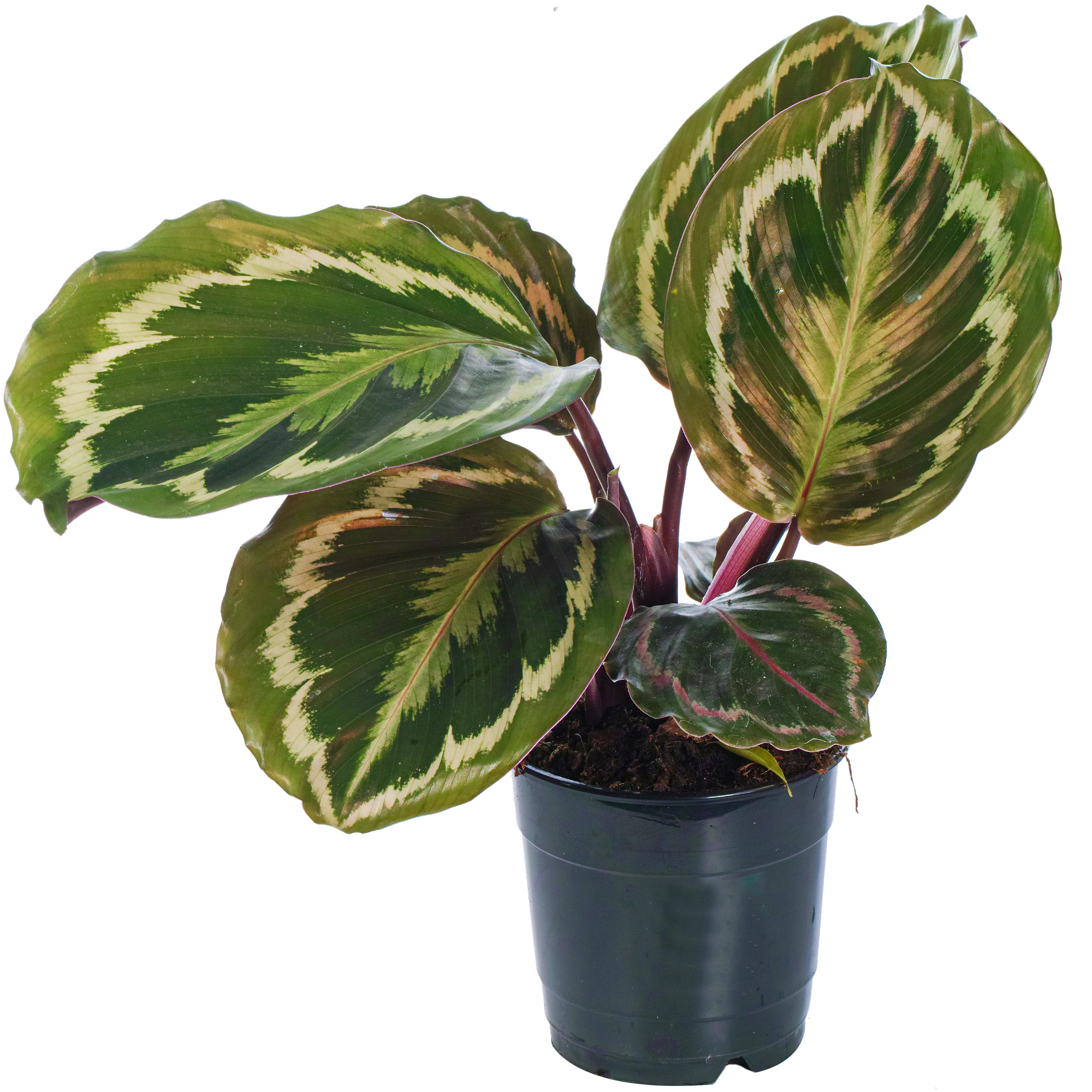Calathea Medallion Indoor Evergreen Houseplant for Home or Office in Plant Pot - Picture 13 of 16