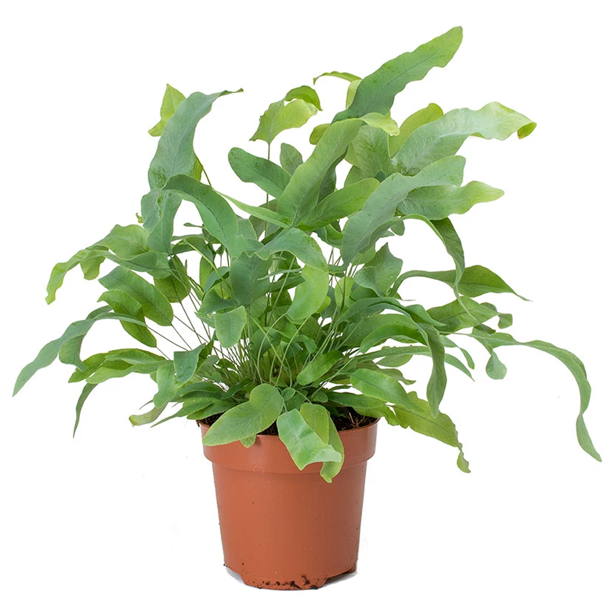 Phlebodium Blue Star Golden Polypody Fern House Plant for Home or Office in Pot