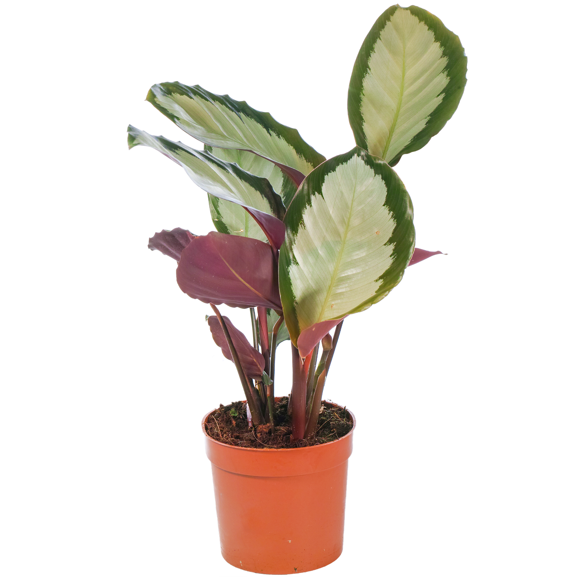 Calathea picturata 'Argentea' Potted Plant Silver Variegated Indoor Houseplant - Picture 9 of 12
