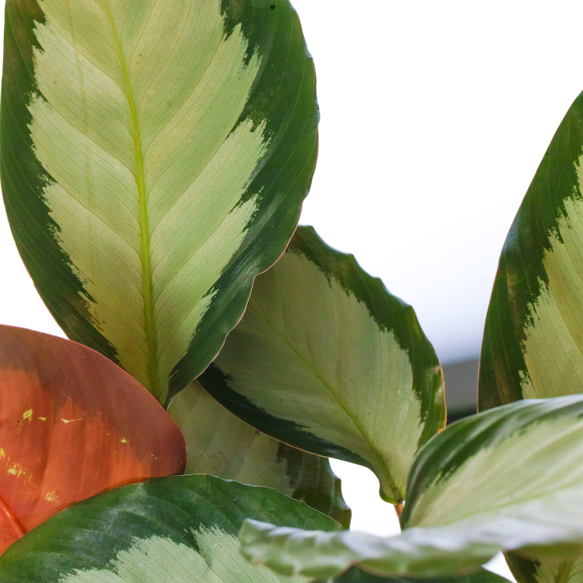 Calathea picturata 'Argentea' Potted Plant Silver Variegated Indoor Houseplant - Picture 10 of 12