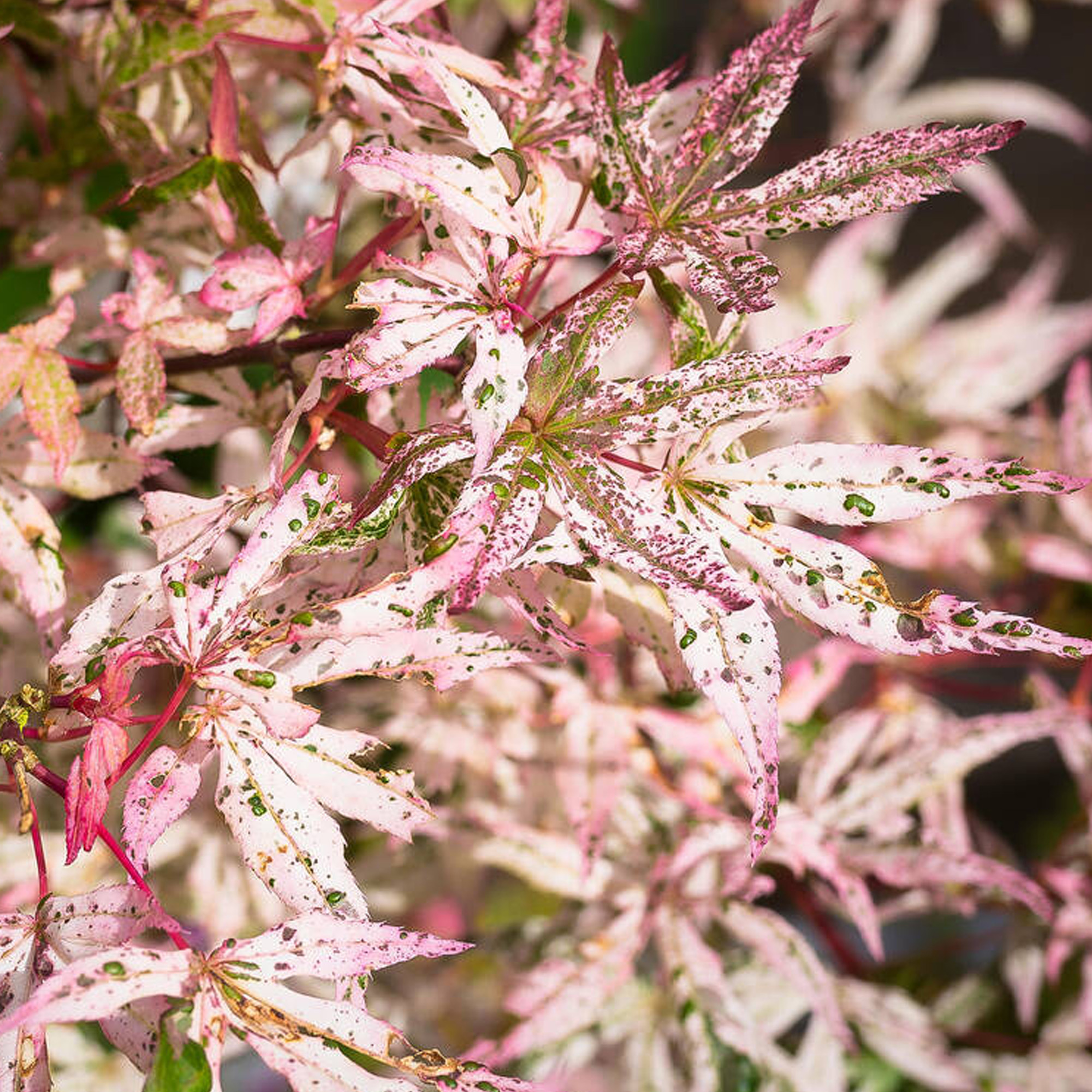 Acer Ukigumo Floating Cloud Maple Hardy Outdoor Tree Ornamental Plant in Pot - Picture 15 of 21