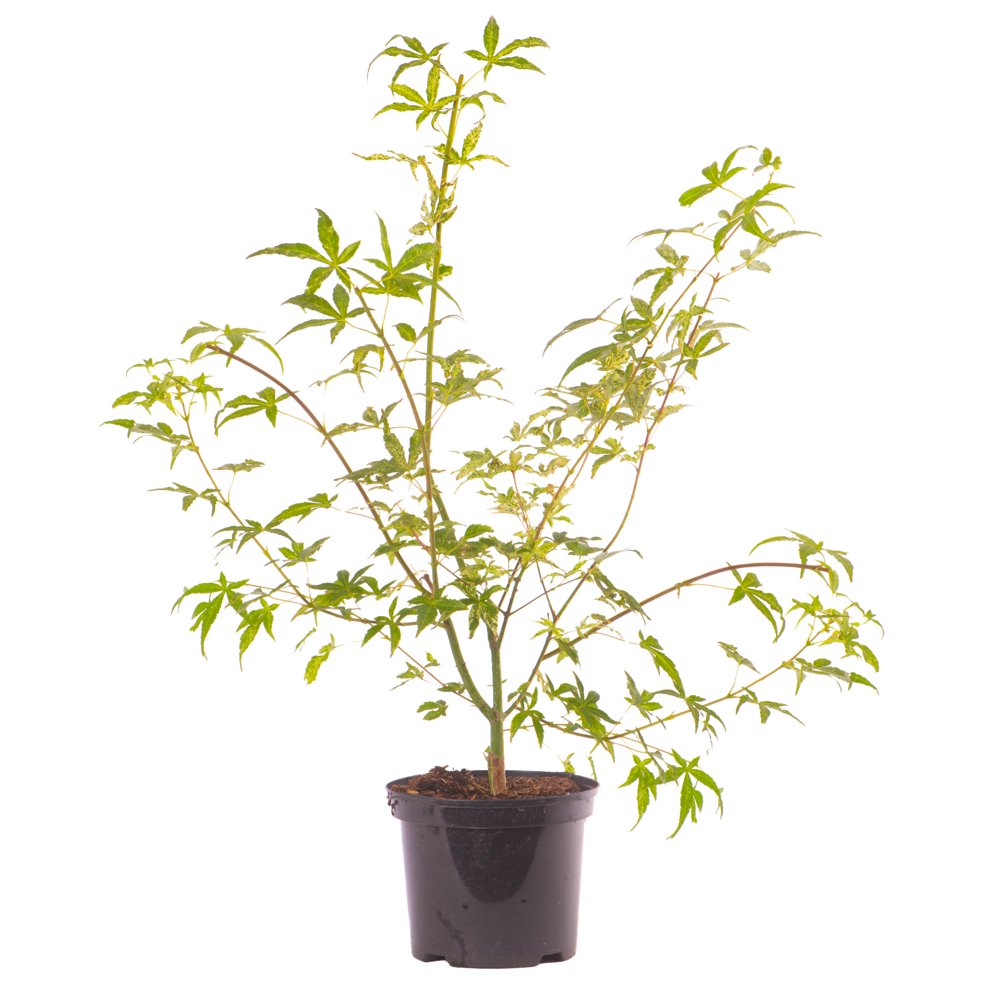 Acer Ukigumo Floating Cloud Maple Hardy Outdoor Tree Ornamental Plant in Pot - Picture 16 of 21