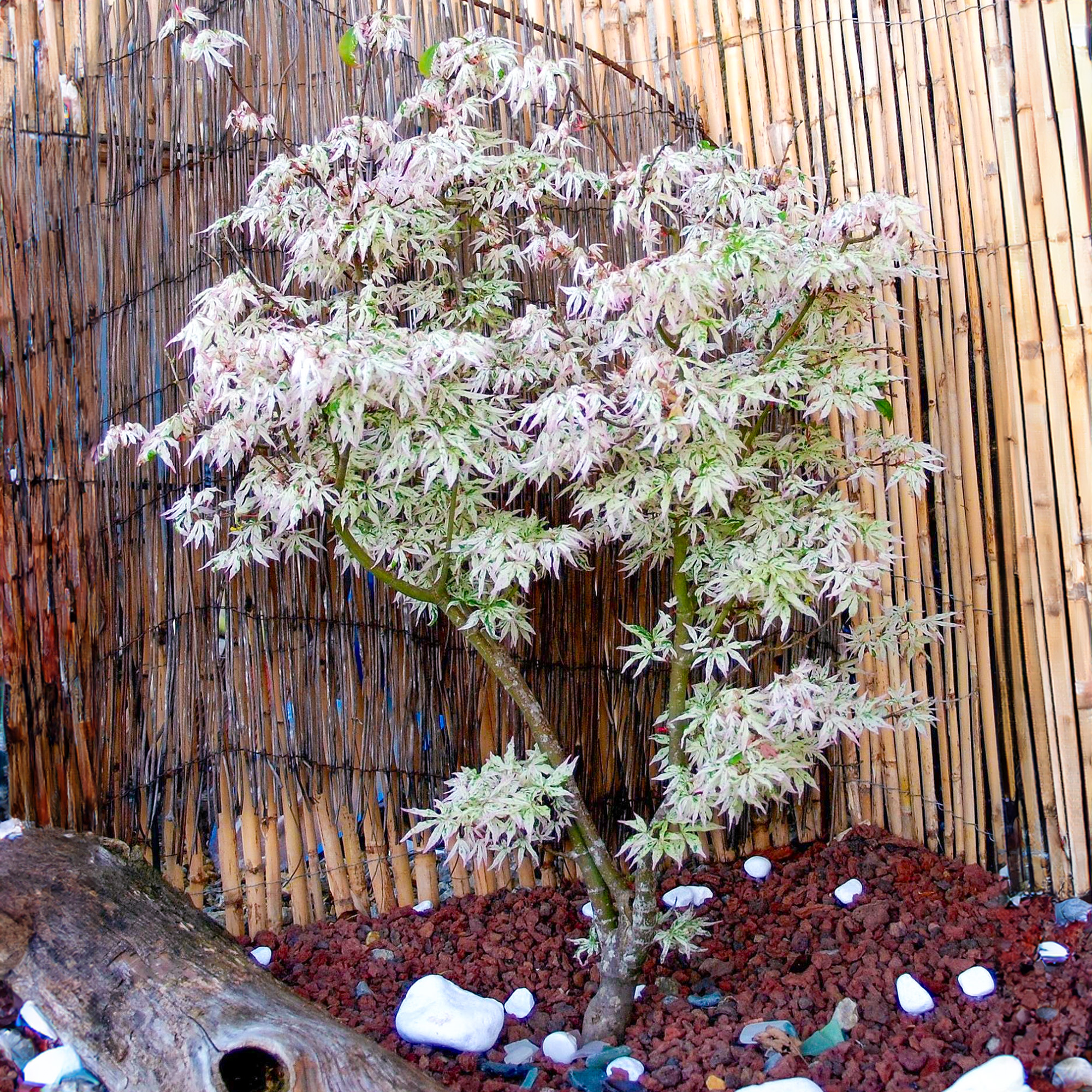 Acer Ukigumo Floating Cloud Maple Hardy Outdoor Tree Ornamental Plant in Pot - Picture 17 of 21