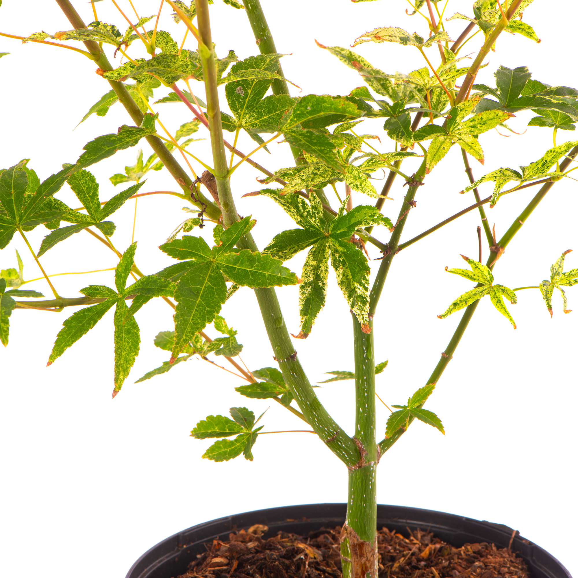 Acer Ukigumo Floating Cloud Maple Hardy Outdoor Tree Ornamental Plant in Pot - Picture 19 of 21