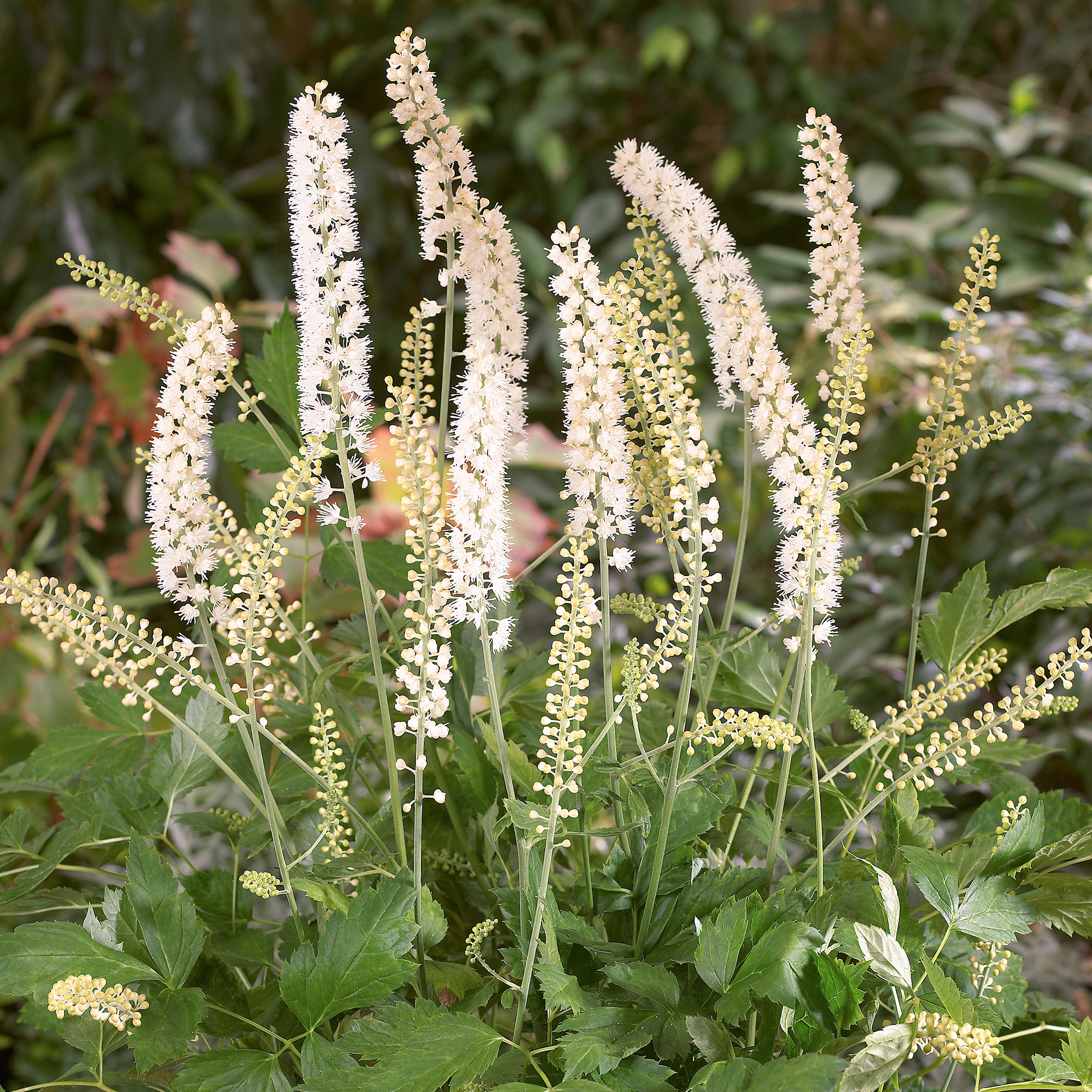 Actaea White Pearl - Ornamental Woodland Plant - Hardy Outdoor Plant in Pot