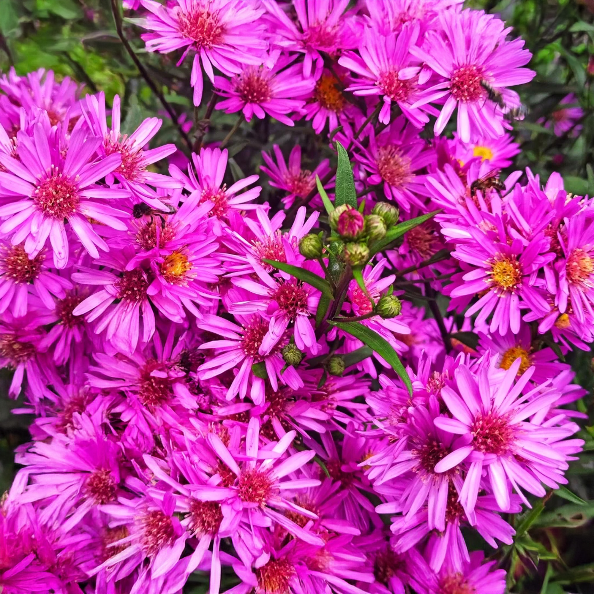 Aster Pink Crush - Ornamental Perennial Plant - Outdoor Garden Flower in Pot - Picture 13 of 18