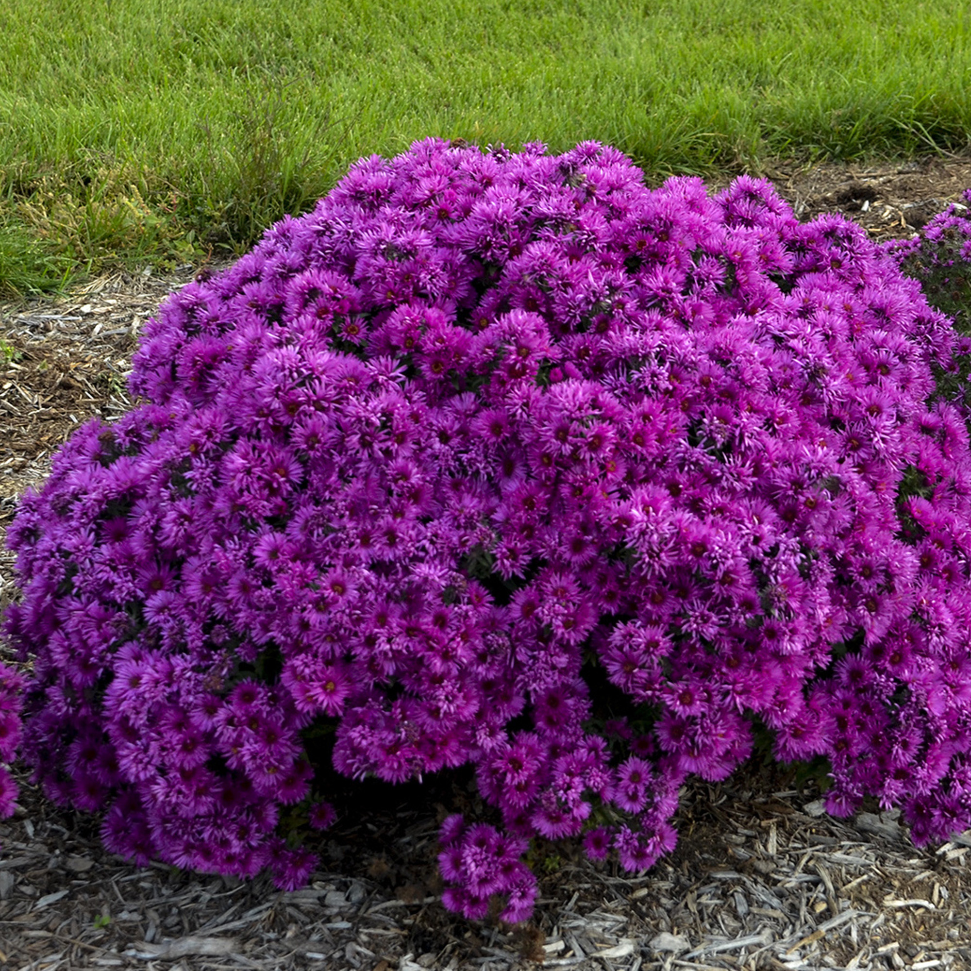 Aster Pink Crush - Ornamental Perennial Plant - Outdoor Garden Flower in Pot - Picture 16 of 18