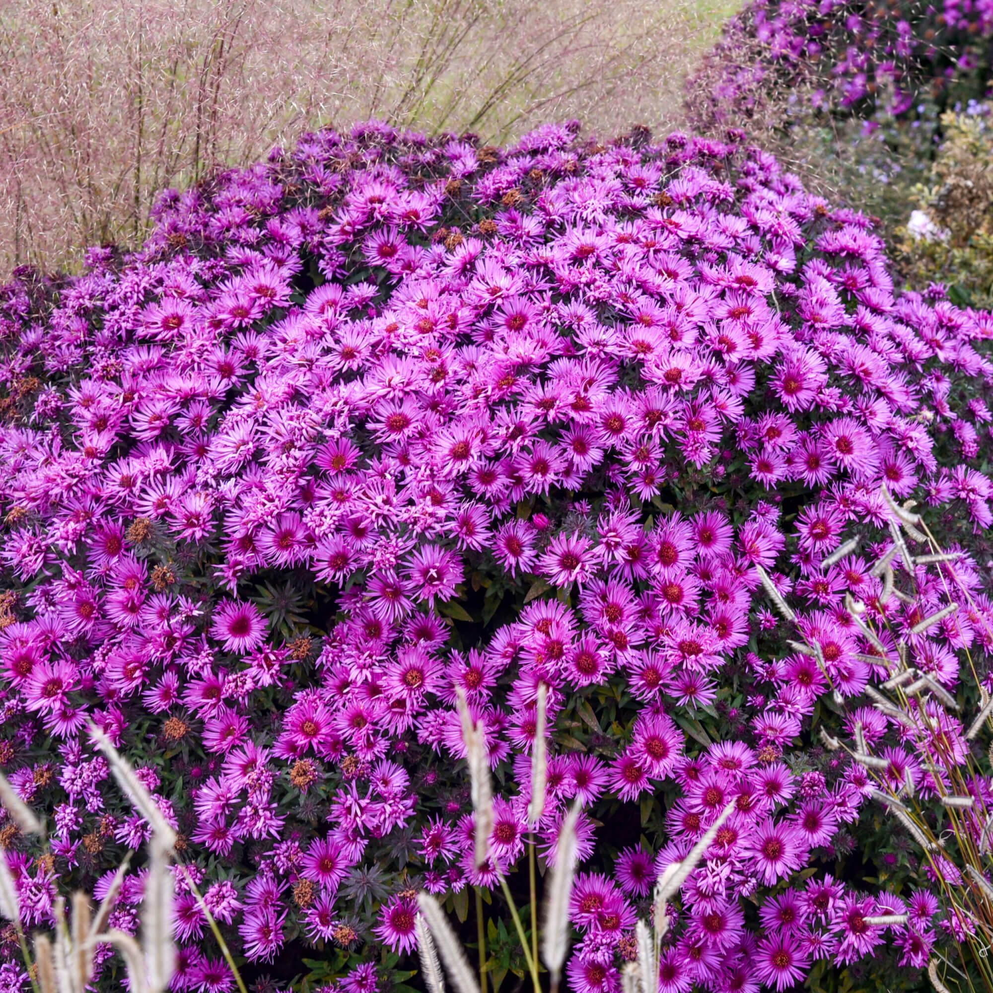 Aster Pink Crush - Ornamental Perennial Plant - Outdoor Garden Flower in Pot - Picture 8 of 18