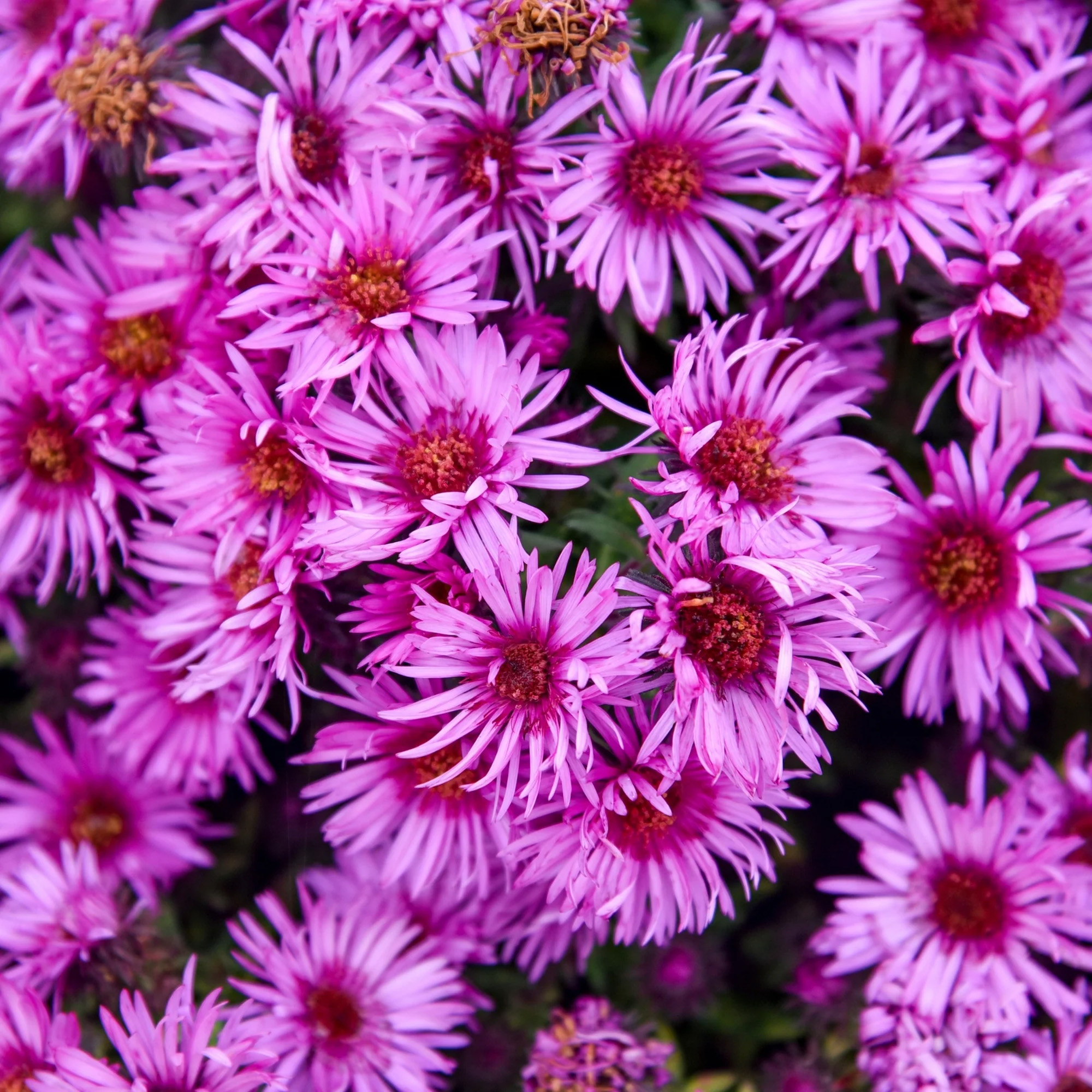 Aster Pink Crush - Ornamental Perennial Plant - Outdoor Garden Flower in Pot - Picture 9 of 18