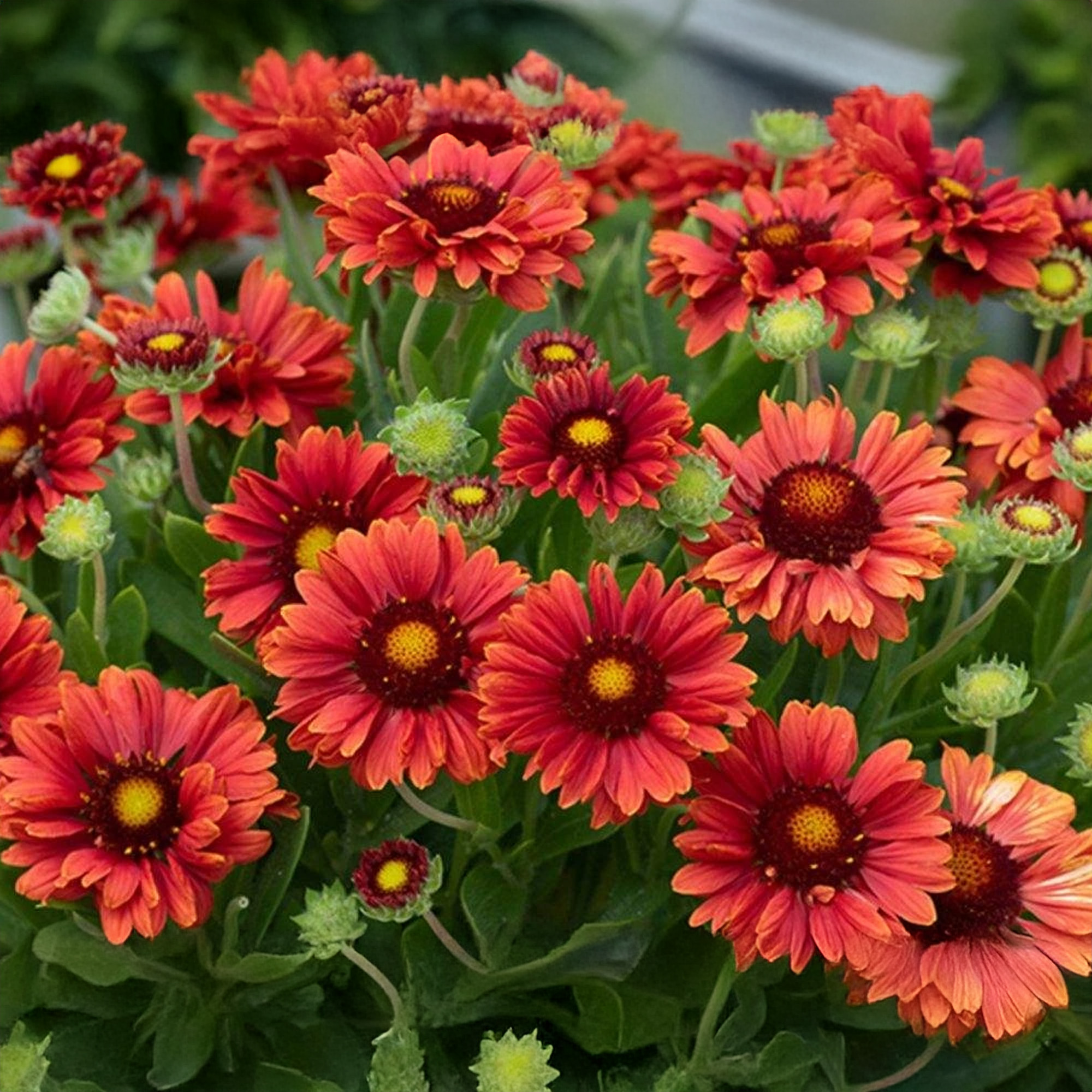 Gaillardia Guapa Red - Bright Hardy Perennial Plant - Outdoor Plant in Pot