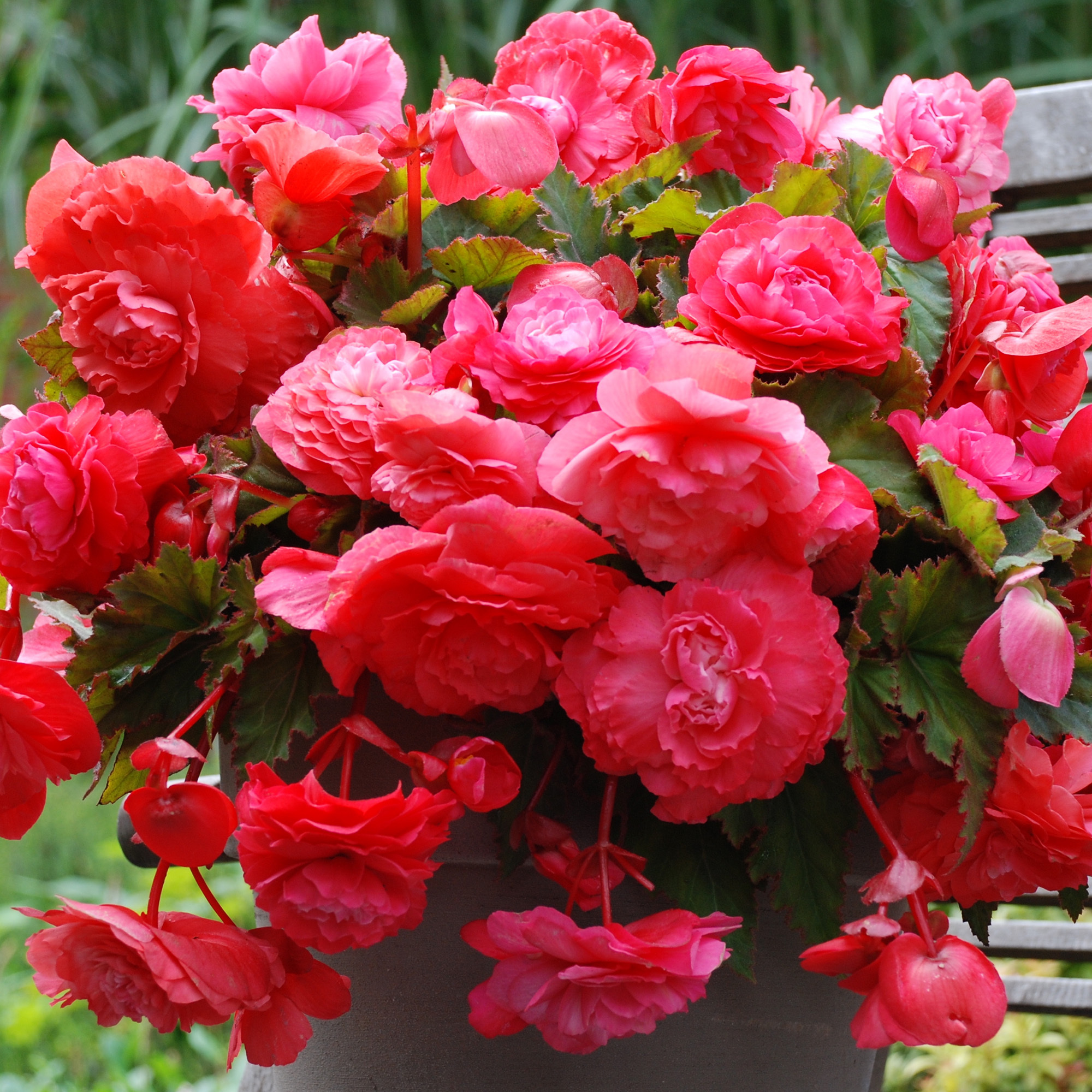 Begonia Odorata Pink Flamingo Perennial Flowering Plant for Baskets and Bedding - Picture 5 of 16