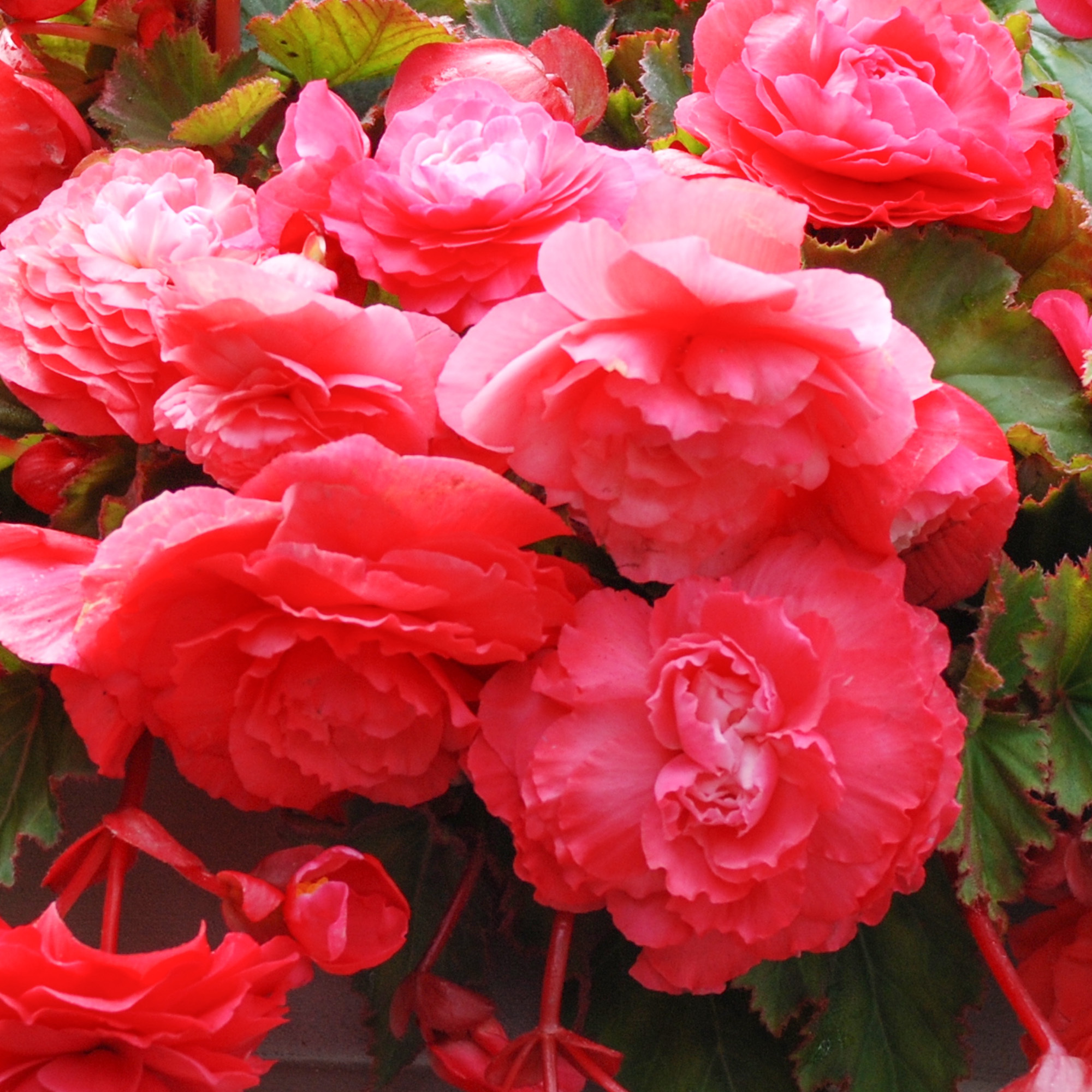 Begonia Odorata Pink Flamingo Perennial Flowering Plant for Baskets and Bedding - Picture 14 of 16