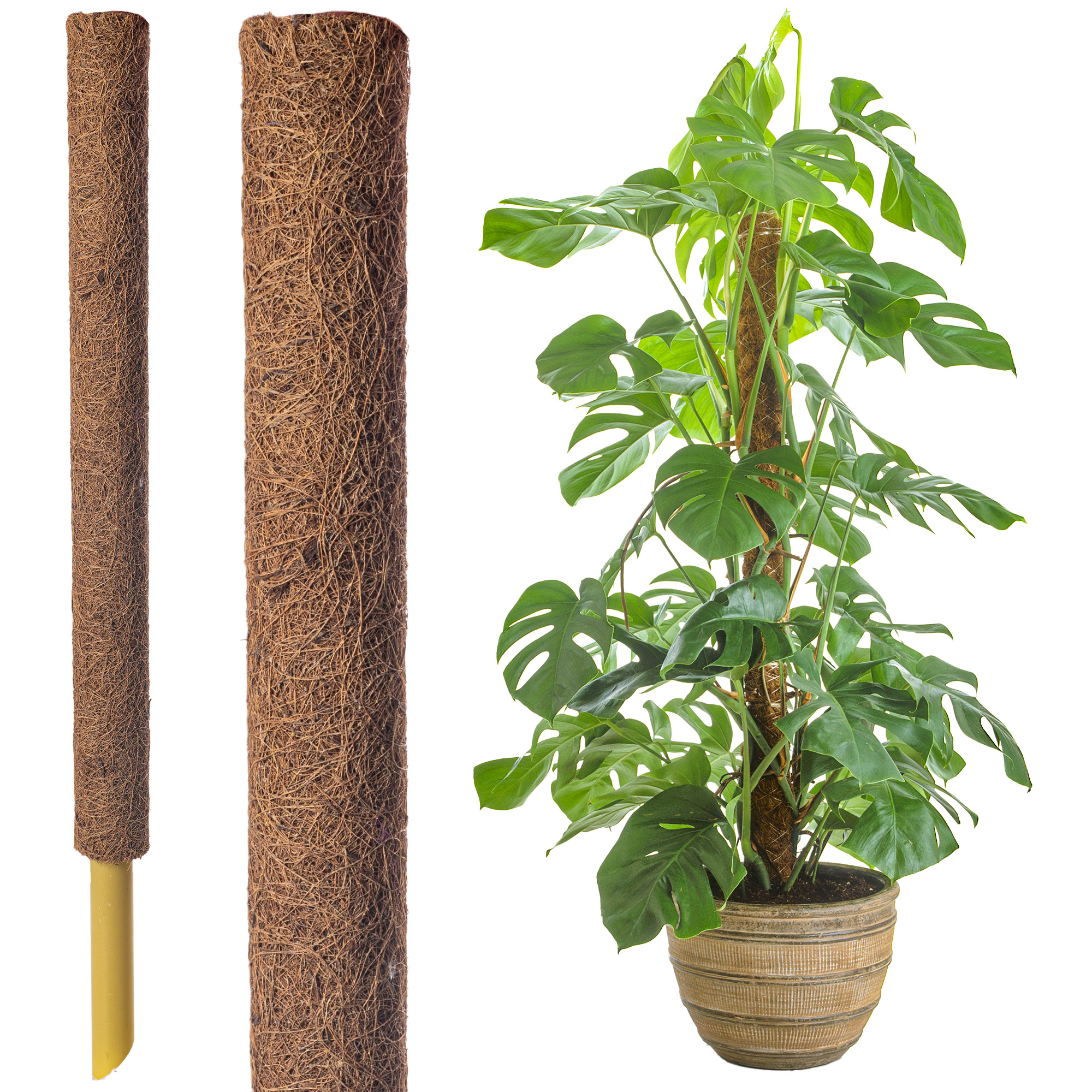 45cm Coir Moss Pole – Extendable Plant Support for Monstera, Pothos & Climbers
