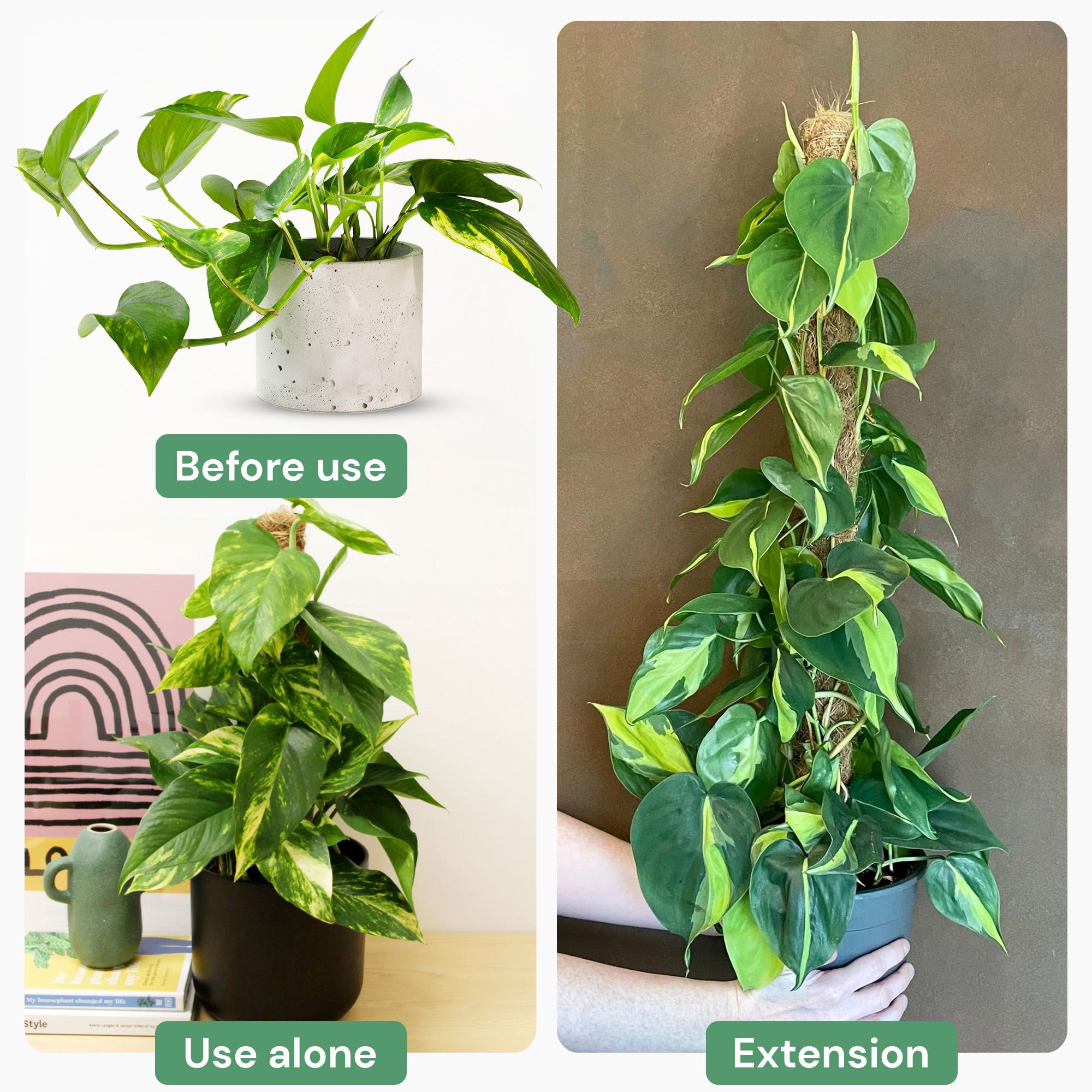90cm Coir Moss Pole – Extendable Climbing Plant Support for Monstera & Vines - Picture 13 of 25