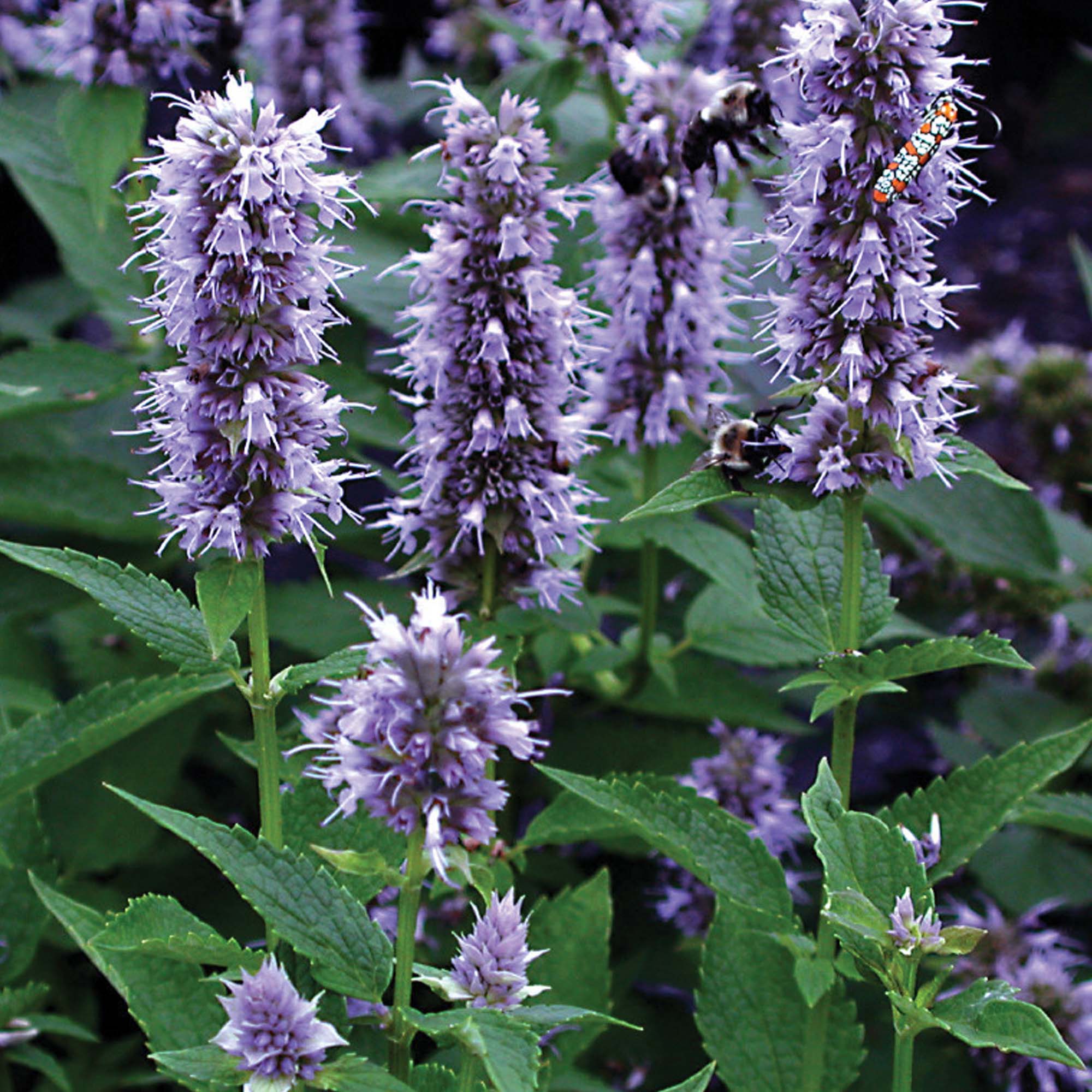 Agastache Blue Fortune Giant Hyssop Outdoor Perennial Plant in Pot