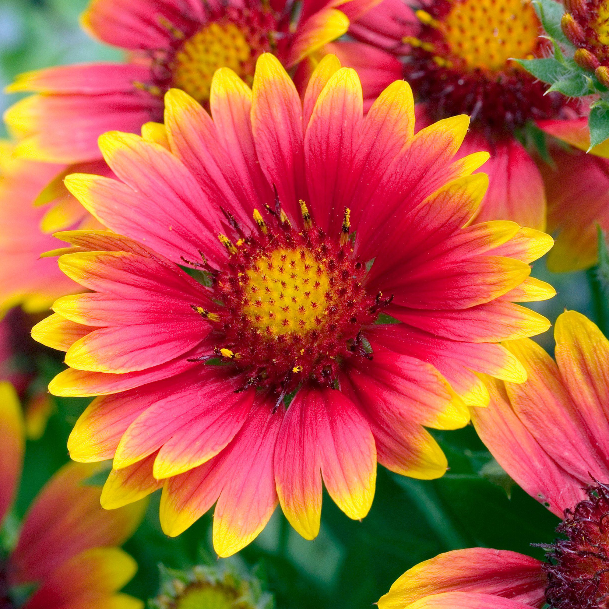 Gaillardia Arizona Sun Blanketflower Perennial Garden Plant Flowers in Pot