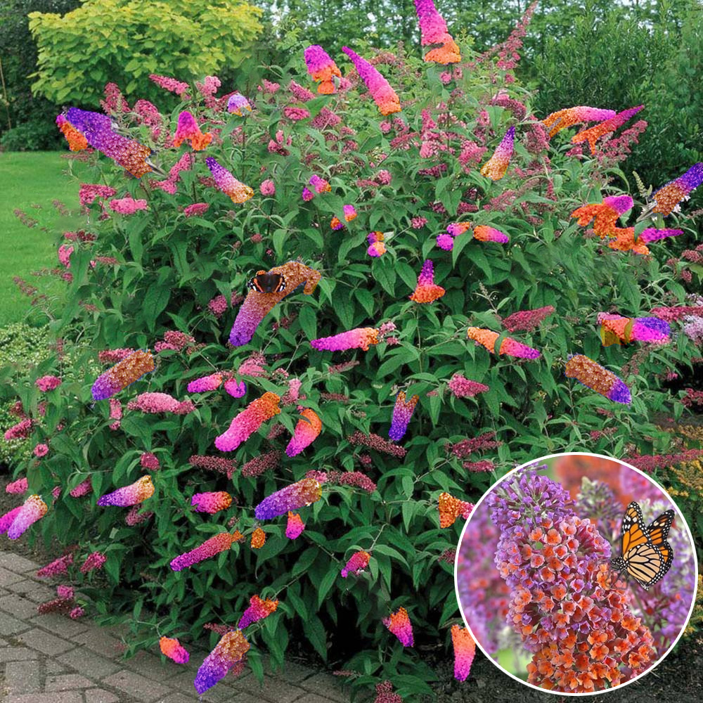 Butterfly Bush 'Flower Power' Healthy Mixed Colour Buddleia Shrub Plant in Pot - Picture 9 of 12