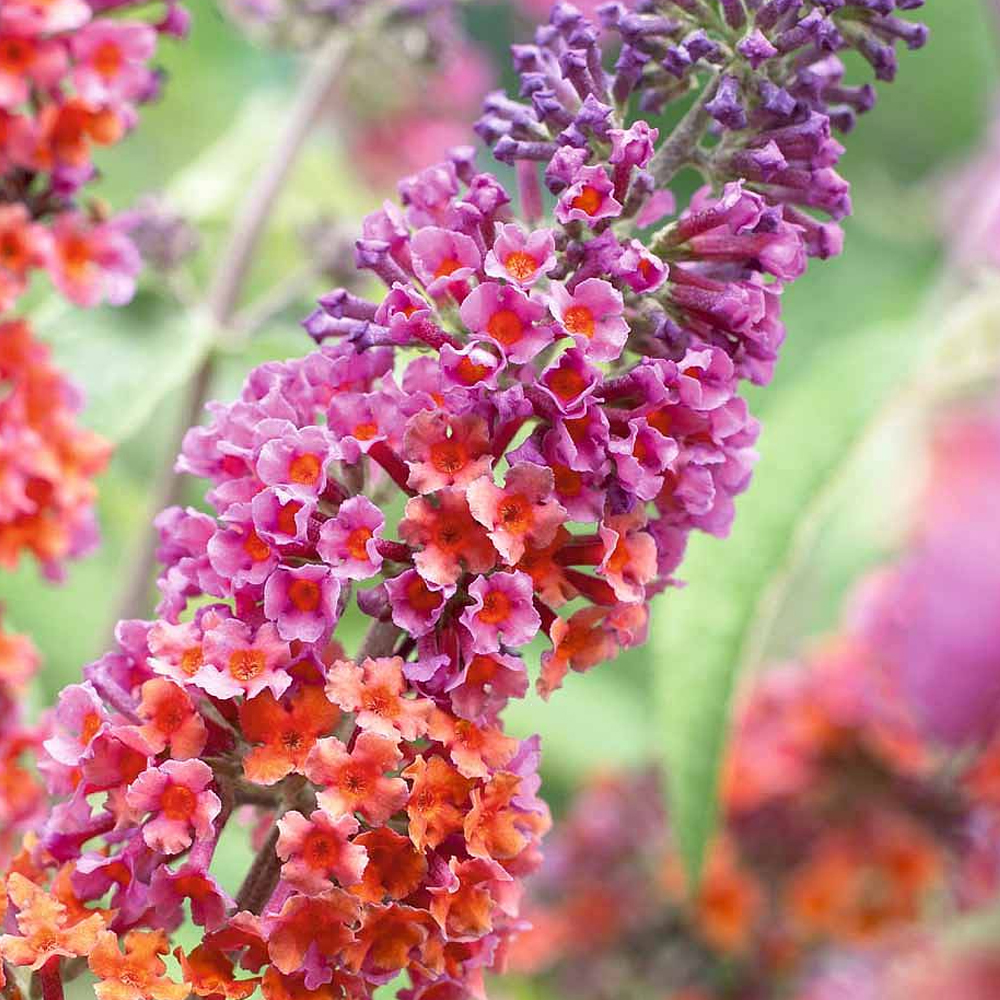 Butterfly Bush 'Flower Power' Healthy Mixed Colour Buddleia Shrub Plant in Pot - Picture 10 of 12