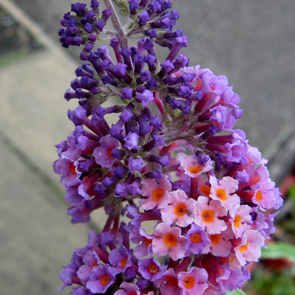 Butterfly Bush 'Flower Power' Healthy Mixed Colour Buddleia Shrub Plant in Pot - Picture 11 of 12