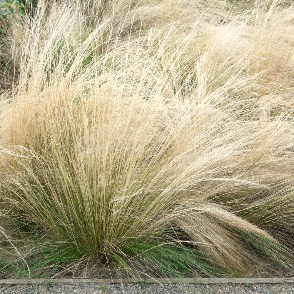 Stipa 'Pony Tails' Feather Deciduous Perennial Outdoor Garden Grass Plant in Pot - Picture 9 of 21
