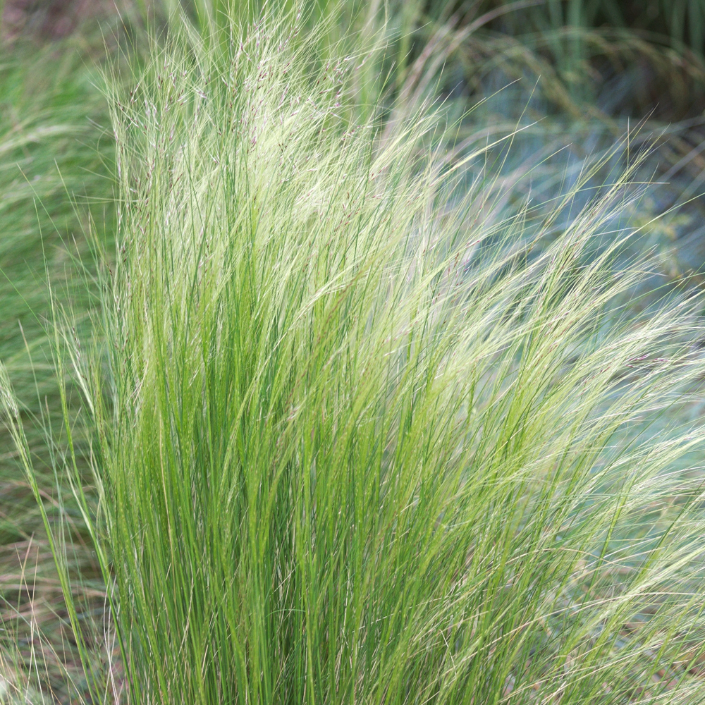 Stipa 'Pony Tails' Feather Deciduous Perennial Outdoor Garden Grass Plant in Pot - Picture 11 of 21