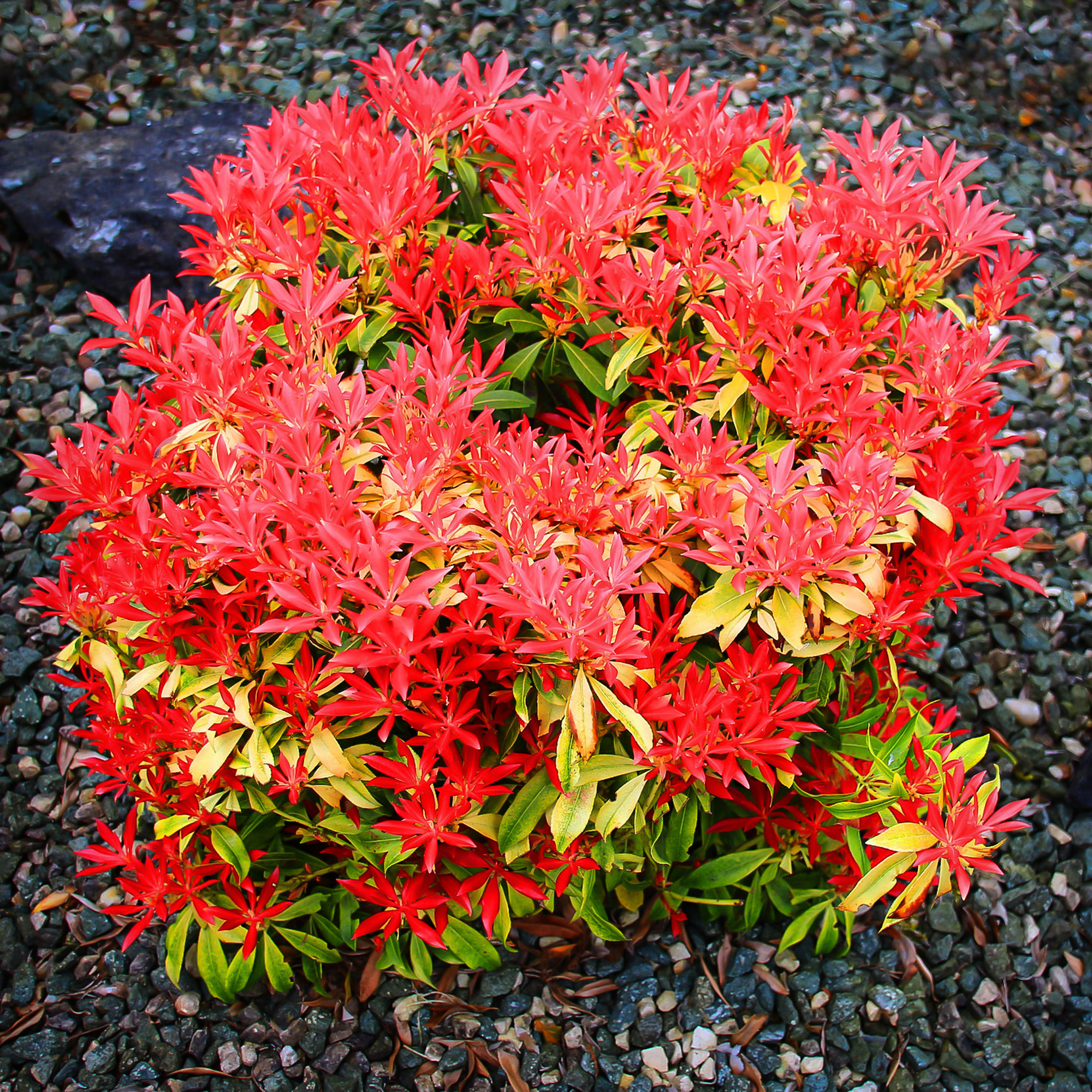 Pieris japonica Forest Flame Evergreen Flowering Garden Shrubs Potted Plants - Picture 15 of 30