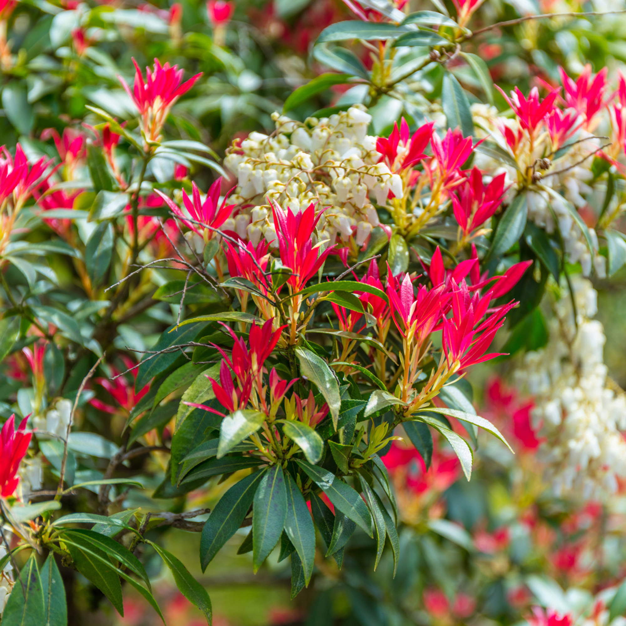 Pieris japonica Forest Flame Evergreen Flowering Garden Shrubs Potted Plants - Picture 16 of 30