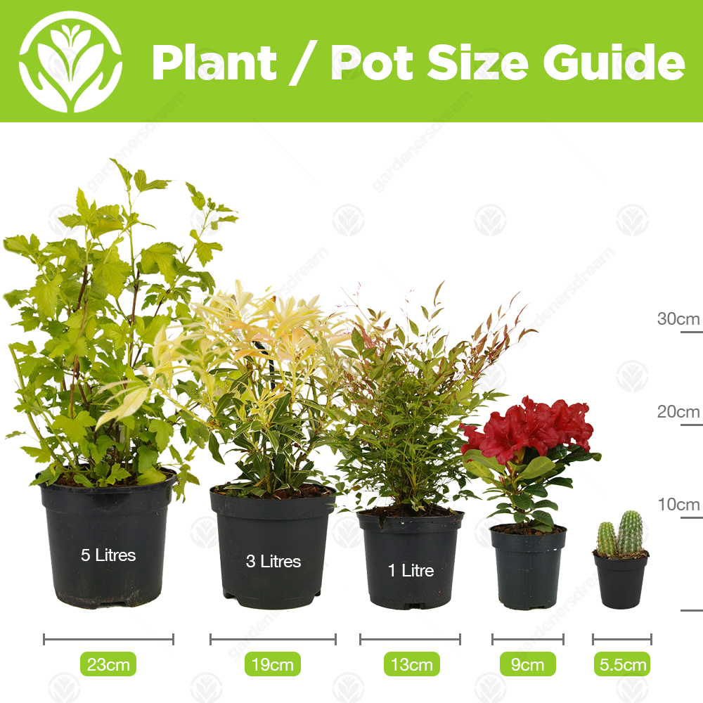 Pieris japonica Forest Flame Evergreen Flowering Garden Shrubs Potted Plants - Picture 17 of 30