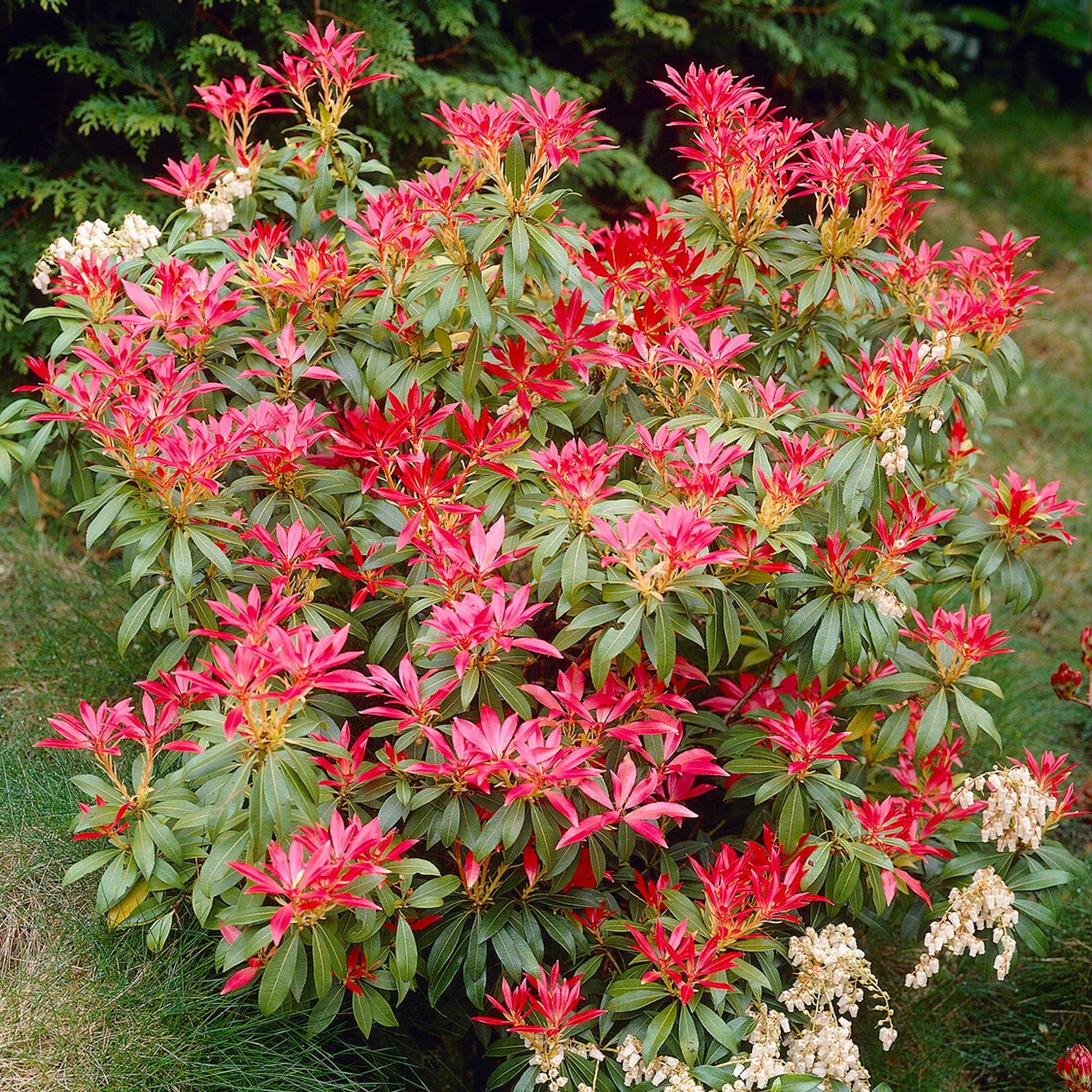 Pieris japonica Forest Flame Evergreen Flowering Garden Shrubs Potted Plants - Picture 19 of 30
