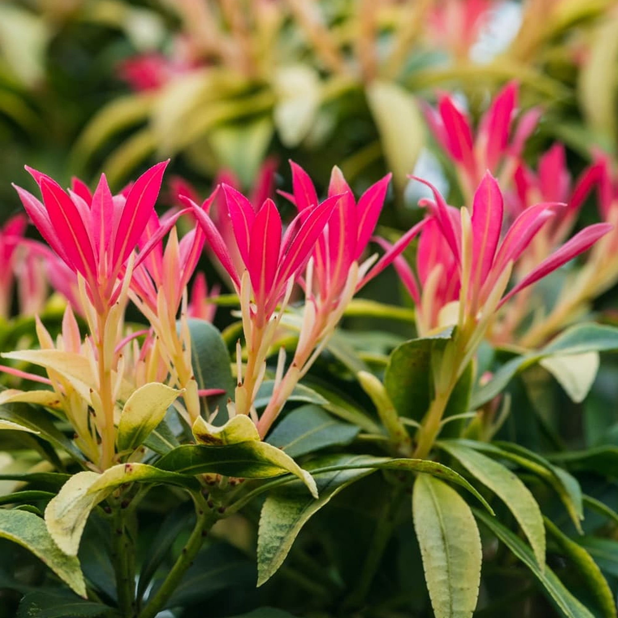 Pieris japonica Forest Flame Evergreen Flowering Garden Shrubs Potted Plants - Picture 20 of 30