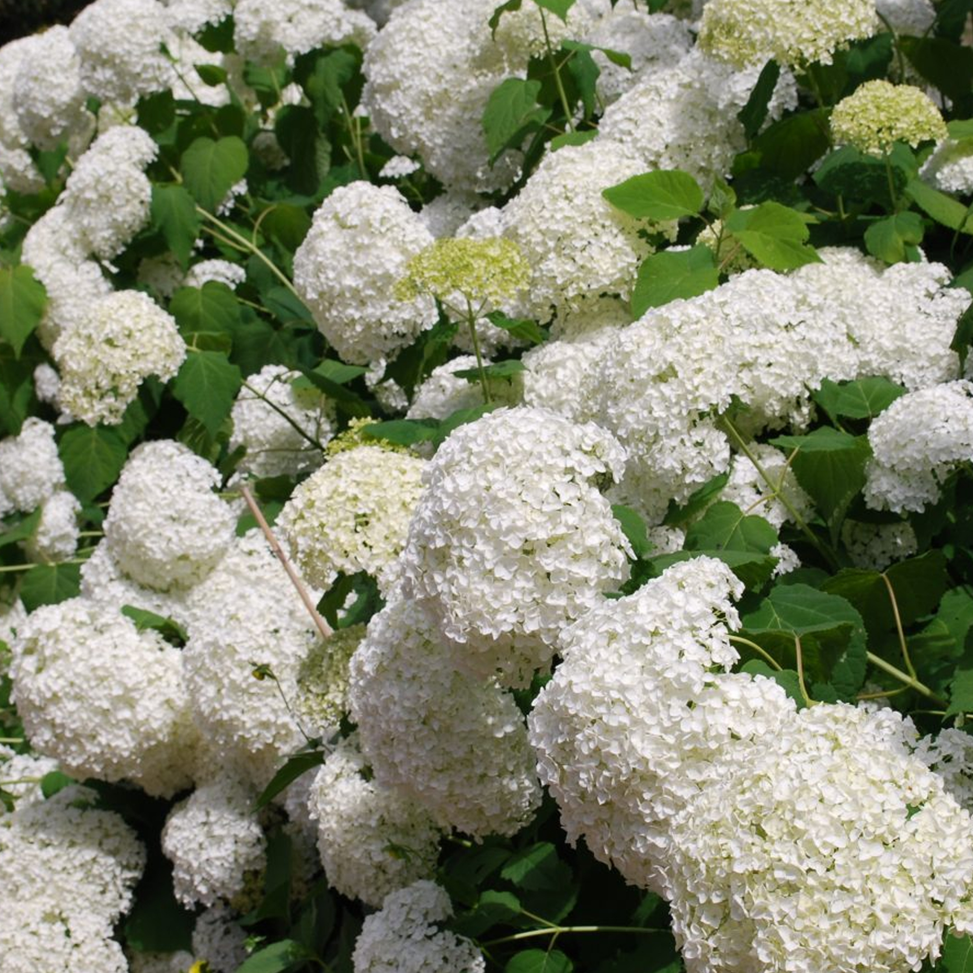 Hydrangea Annabelle Summer Flowering Deciduous Outdoor Garden Shrub Plant in Pot - Picture 12 of 20