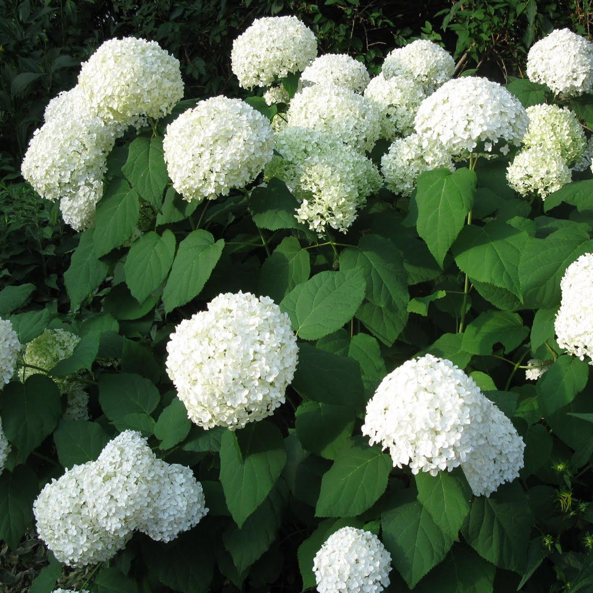 Hydrangea Annabelle Summer Flowering Deciduous Outdoor Garden Shrub Plant in Pot - Picture 13 of 20